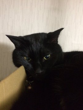 (身バレしない程度に)お宅の猫ちゃん見せてください!
