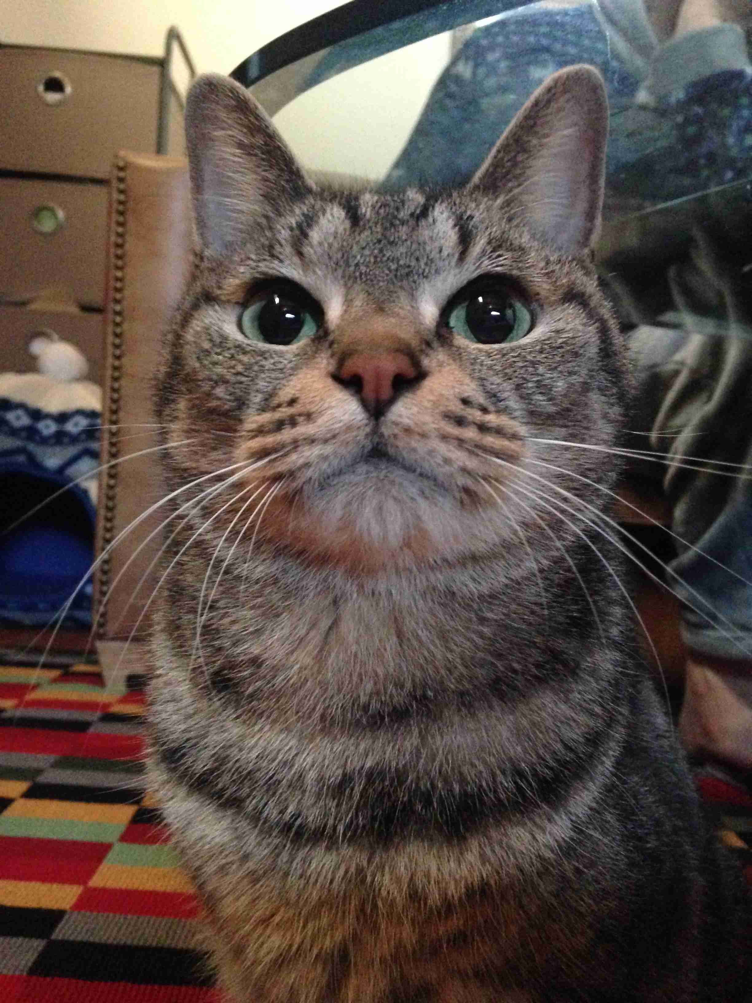 (身バレしない程度に)お宅の猫ちゃん見せてください!