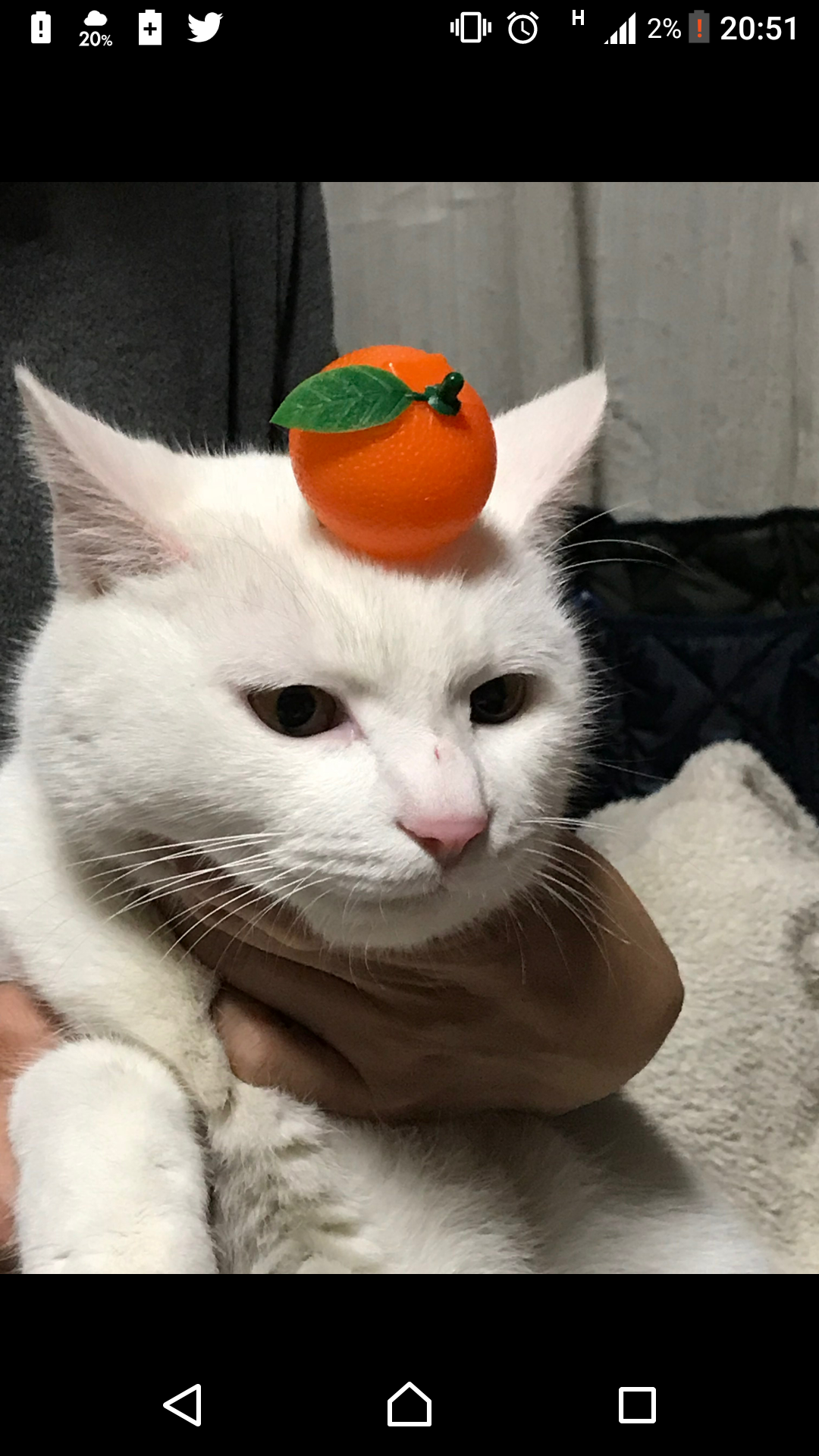 (身バレしない程度に)お宅の猫ちゃん見せてください!