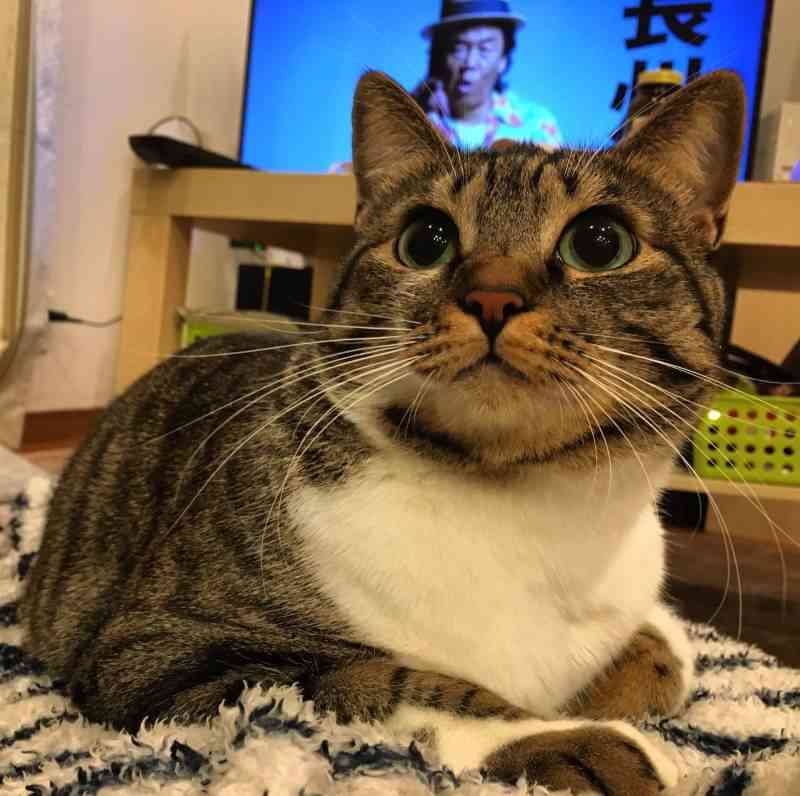 (身バレしない程度に)お宅の猫ちゃん見せてください!