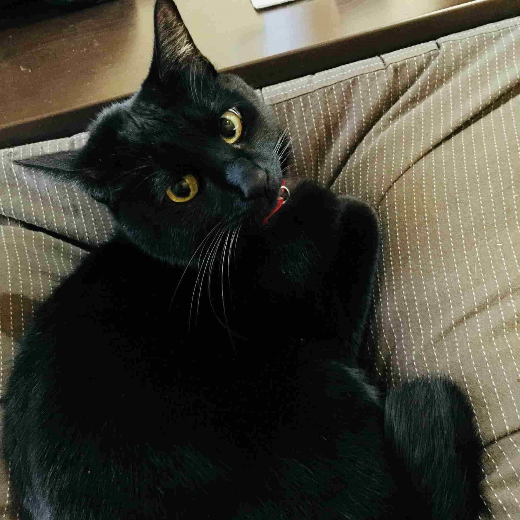 (身バレしない程度に)お宅の猫ちゃん見せてください!