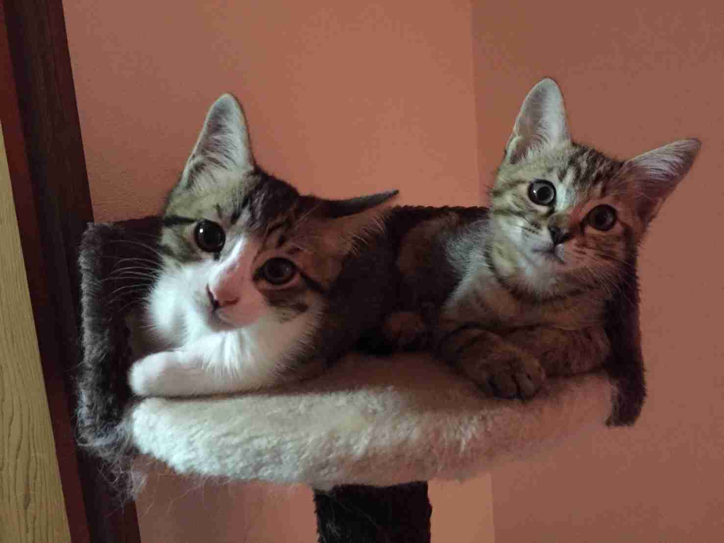 (身バレしない程度に)お宅の猫ちゃん見せてください!