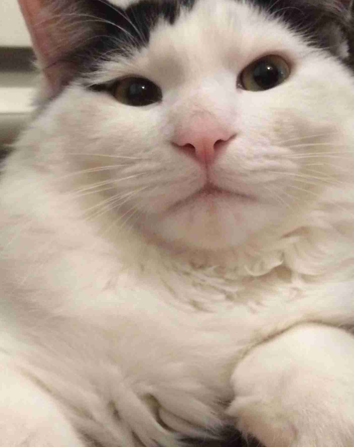 (身バレしない程度に)お宅の猫ちゃん見せてください!