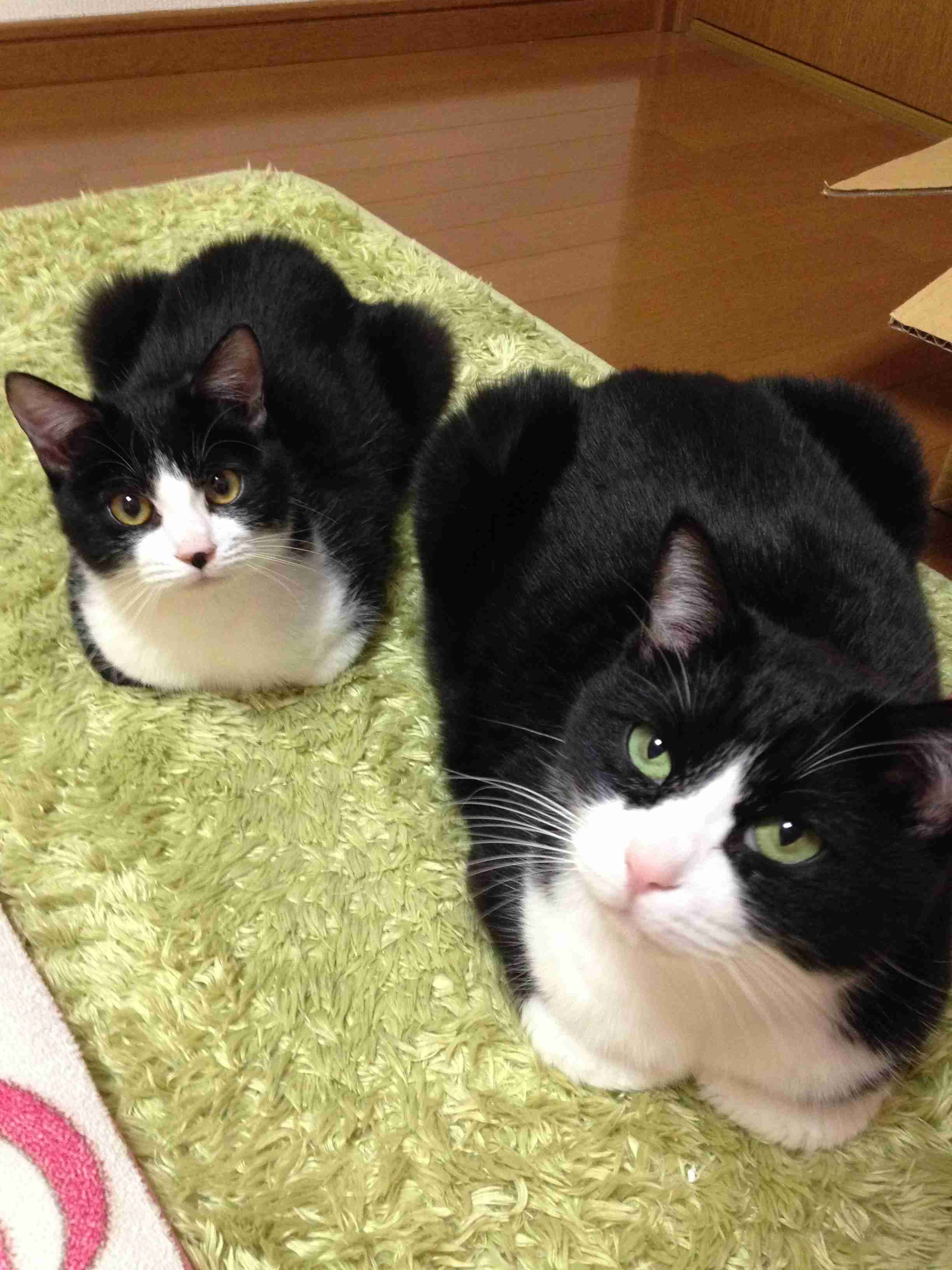 (身バレしない程度に)お宅の猫ちゃん見せてください!