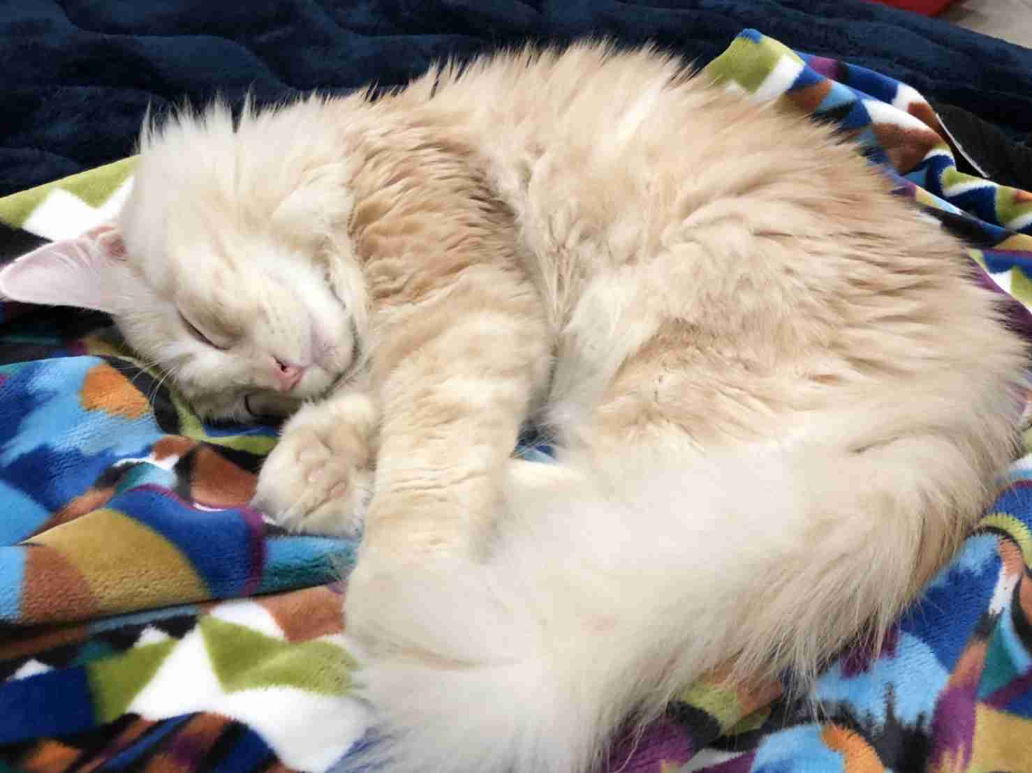 (身バレしない程度に)お宅の猫ちゃん見せてください!