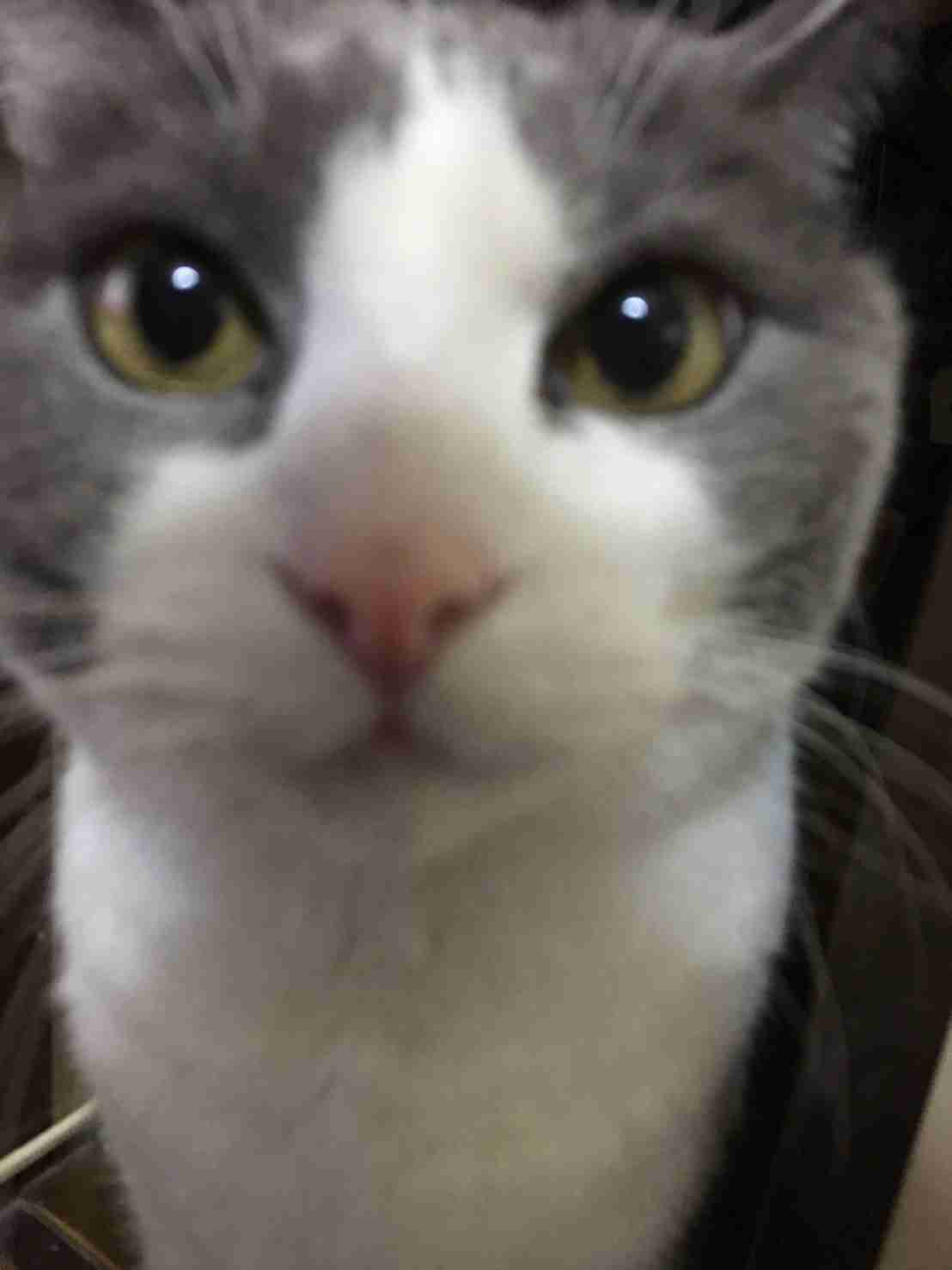 (身バレしない程度に)お宅の猫ちゃん見せてください!