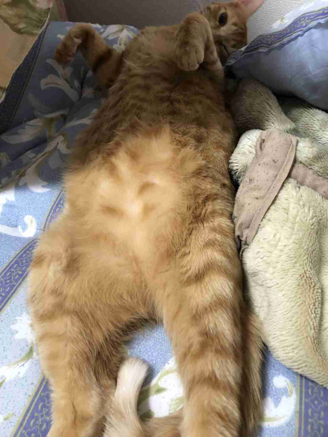 (身バレしない程度に)お宅の猫ちゃん見せてください!