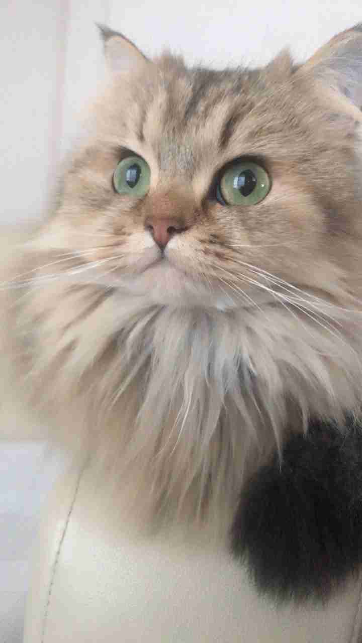 (身バレしない程度に)お宅の猫ちゃん見せてください!