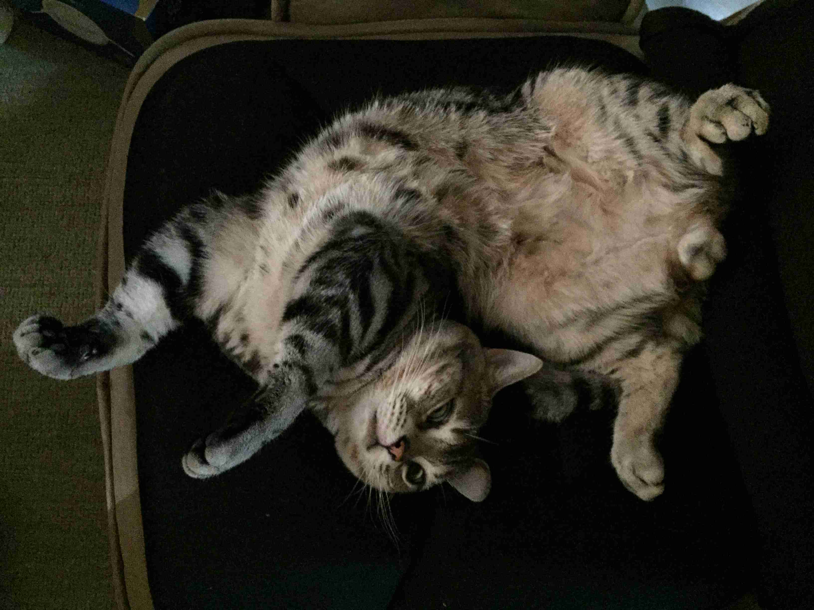 (身バレしない程度に)お宅の猫ちゃん見せてください!
