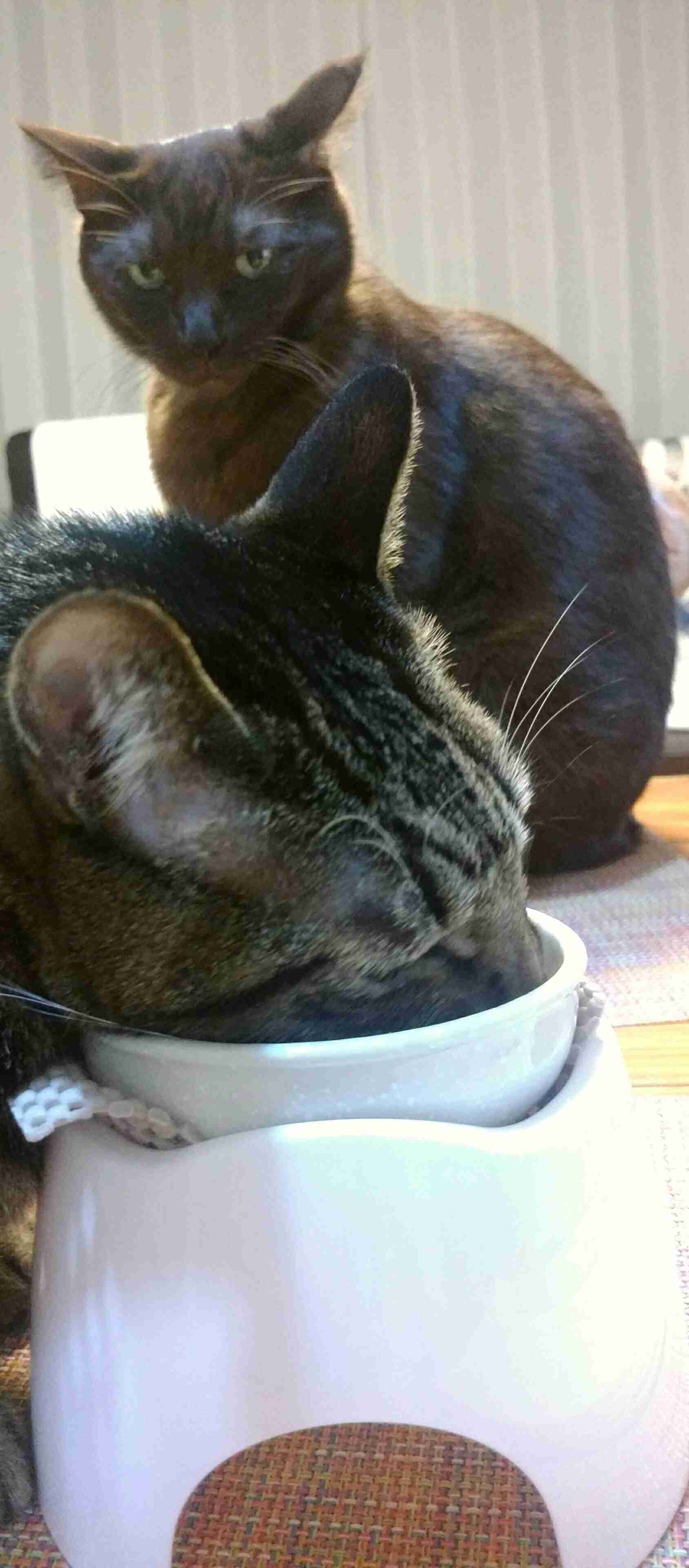 (身バレしない程度に)お宅の猫ちゃん見せてください!