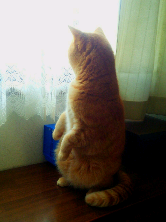 (身バレしない程度に)お宅の猫ちゃん見せてください!