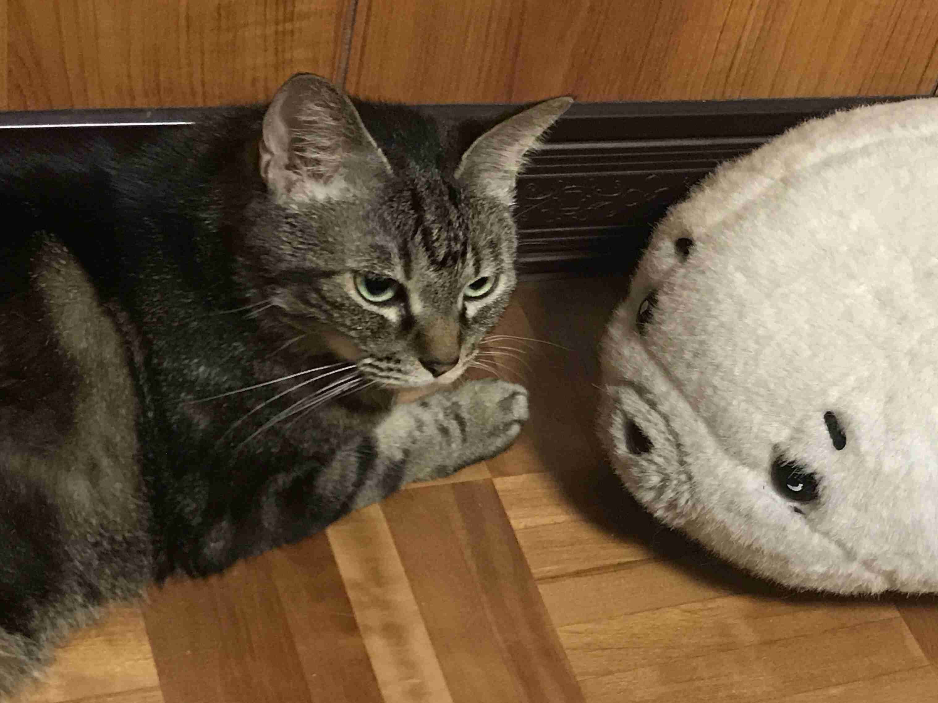 (身バレしない程度に)お宅の猫ちゃん見せてください!