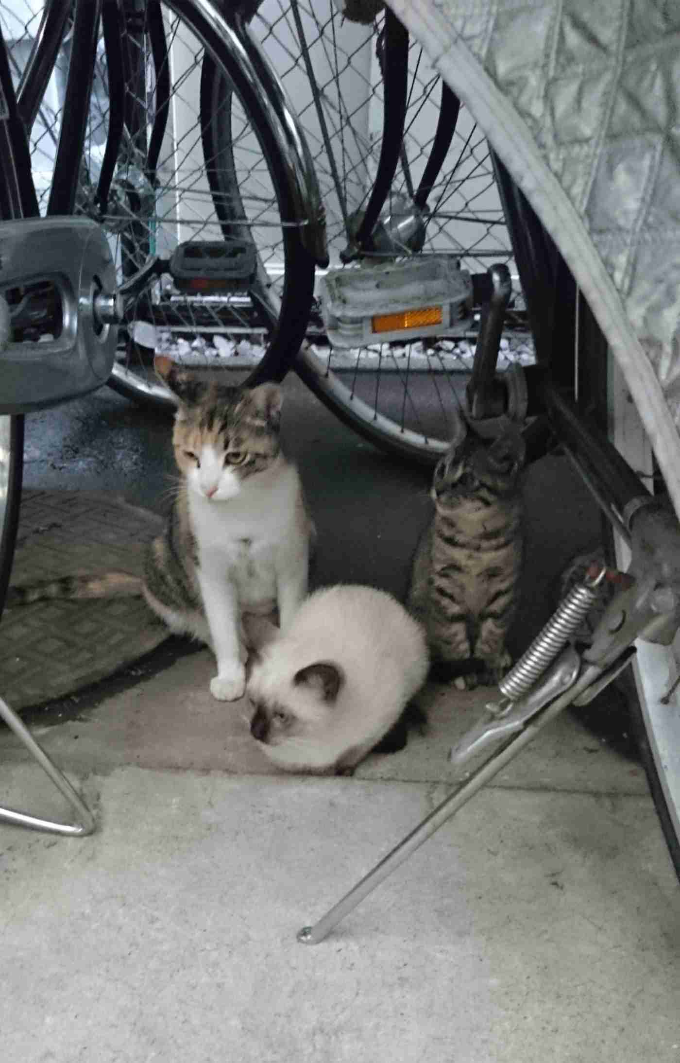 (身バレしない程度に)お宅の猫ちゃん見せてください!
