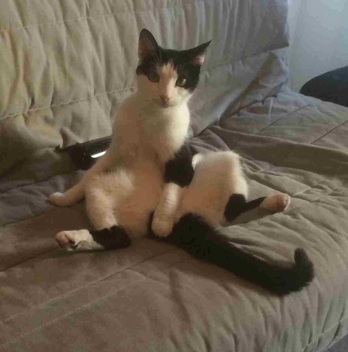 (身バレしない程度に)お宅の猫ちゃん見せてください!