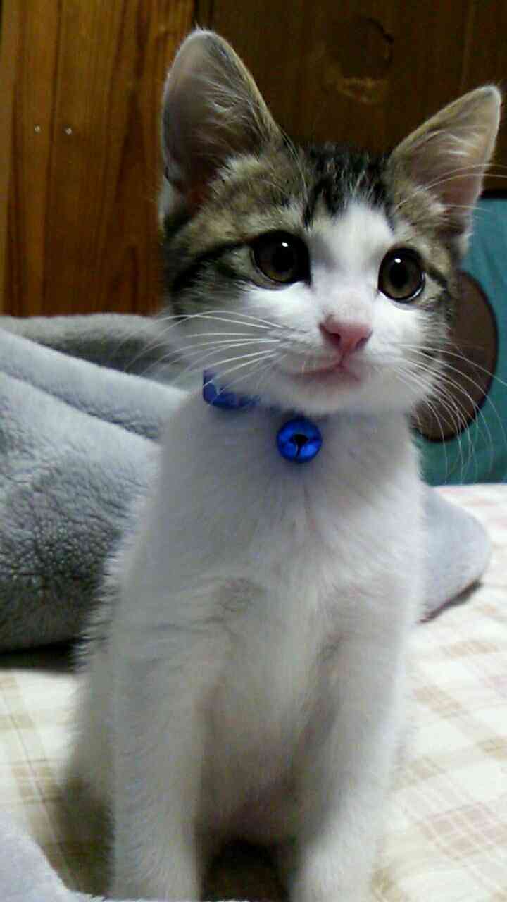 (身バレしない程度に)お宅の猫ちゃん見せてください!