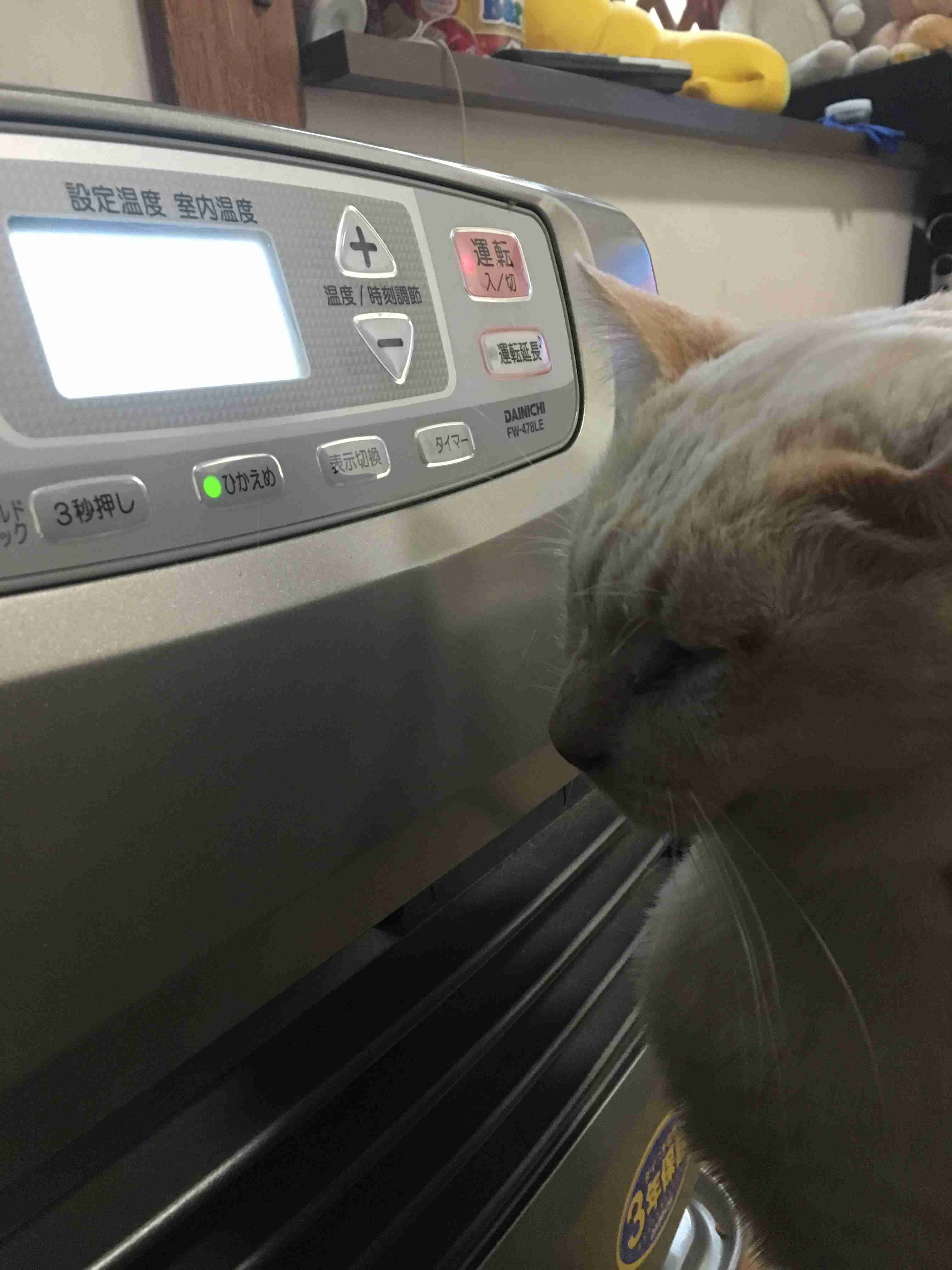 (身バレしない程度に)お宅の猫ちゃん見せてください!