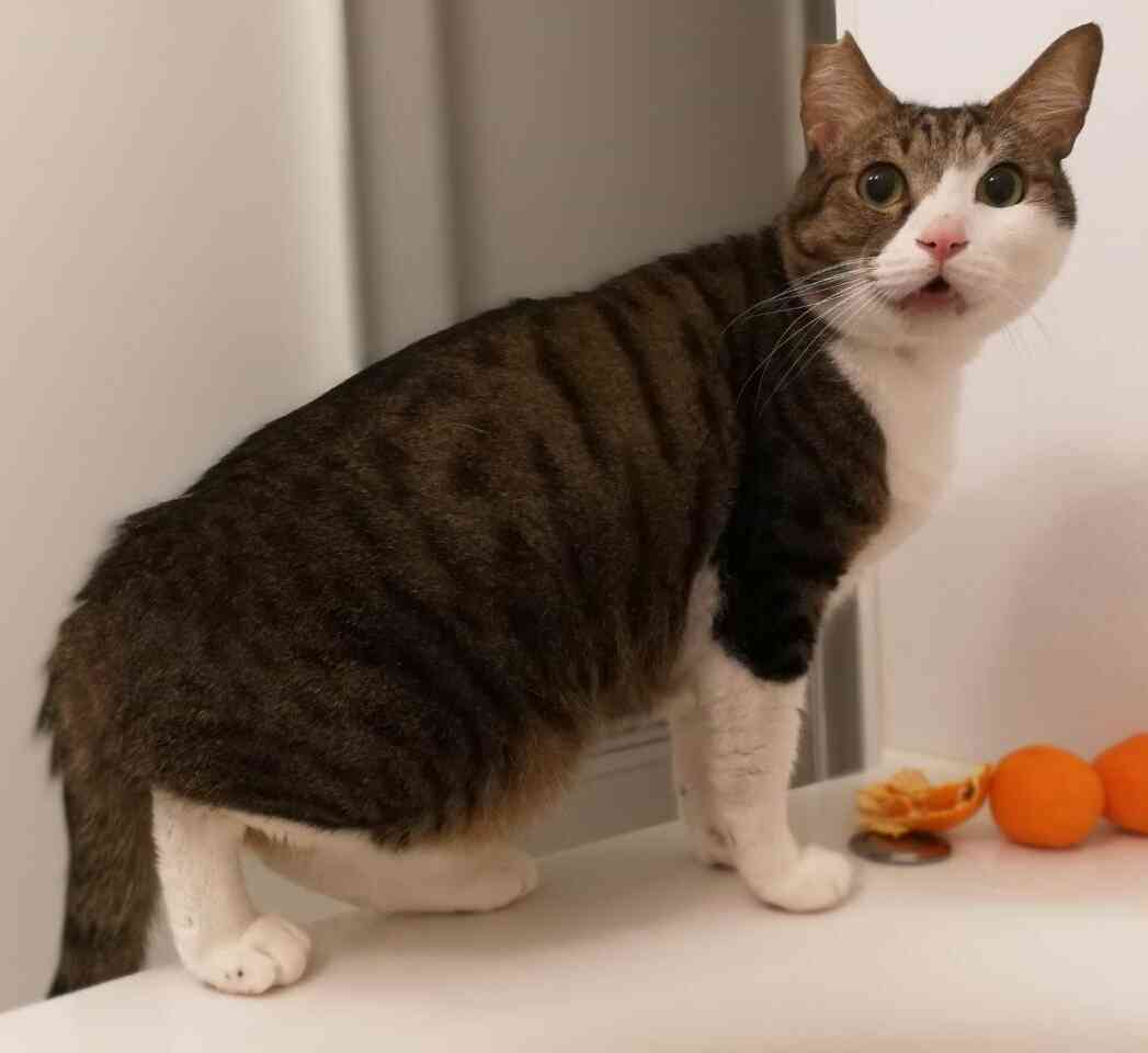 (身バレしない程度に)お宅の猫ちゃん見せてください!