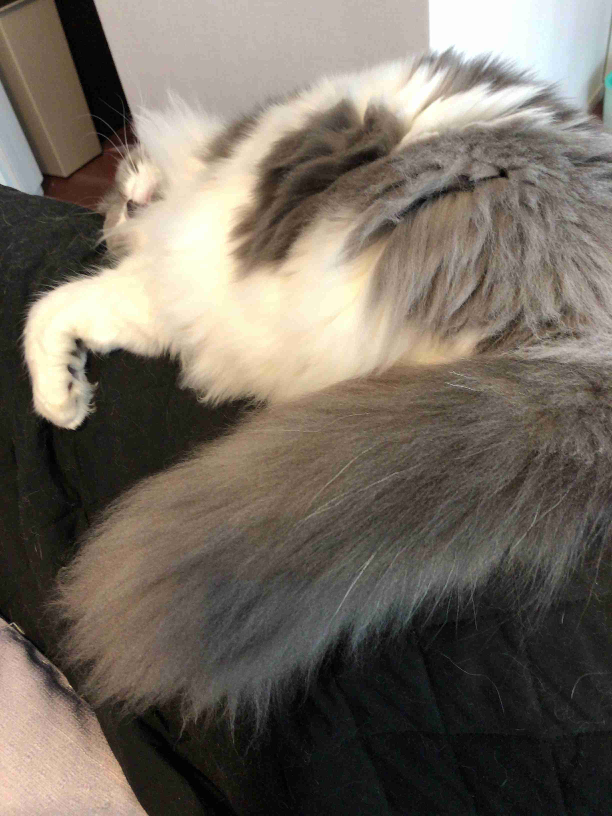 (身バレしない程度に)お宅の猫ちゃん見せてください!