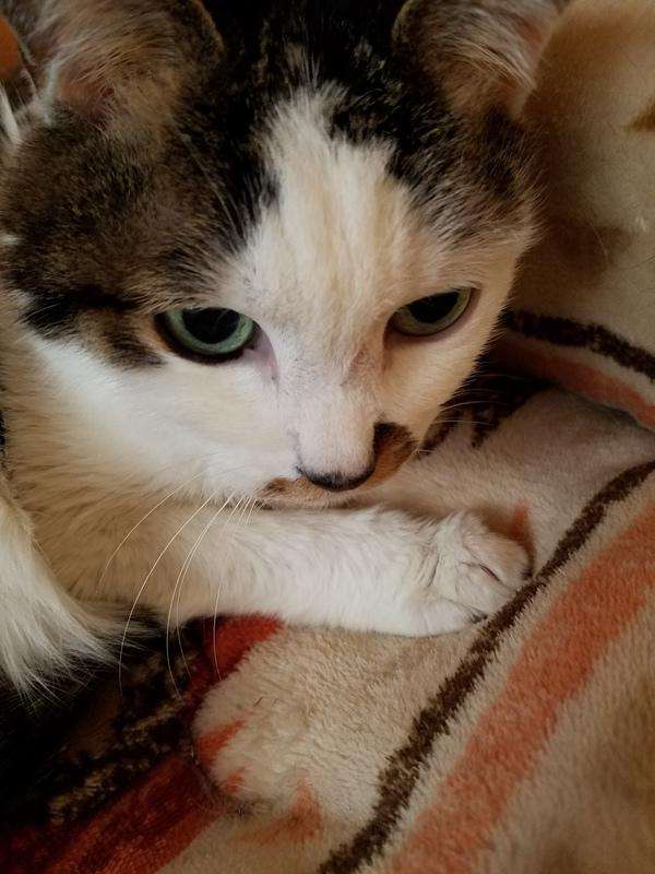 (身バレしない程度に)お宅の猫ちゃん見せてください!