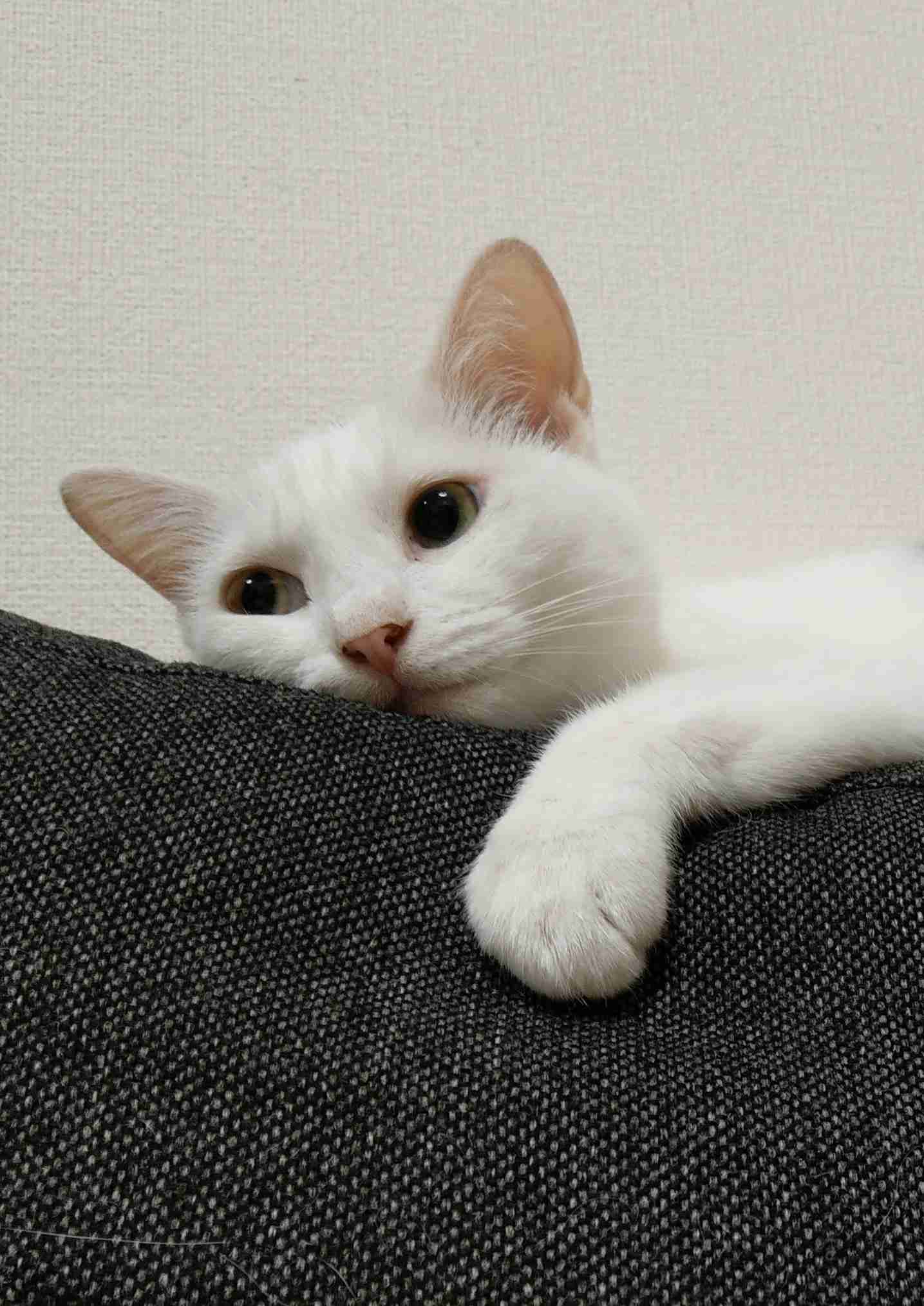 (身バレしない程度に)お宅の猫ちゃん見せてください!