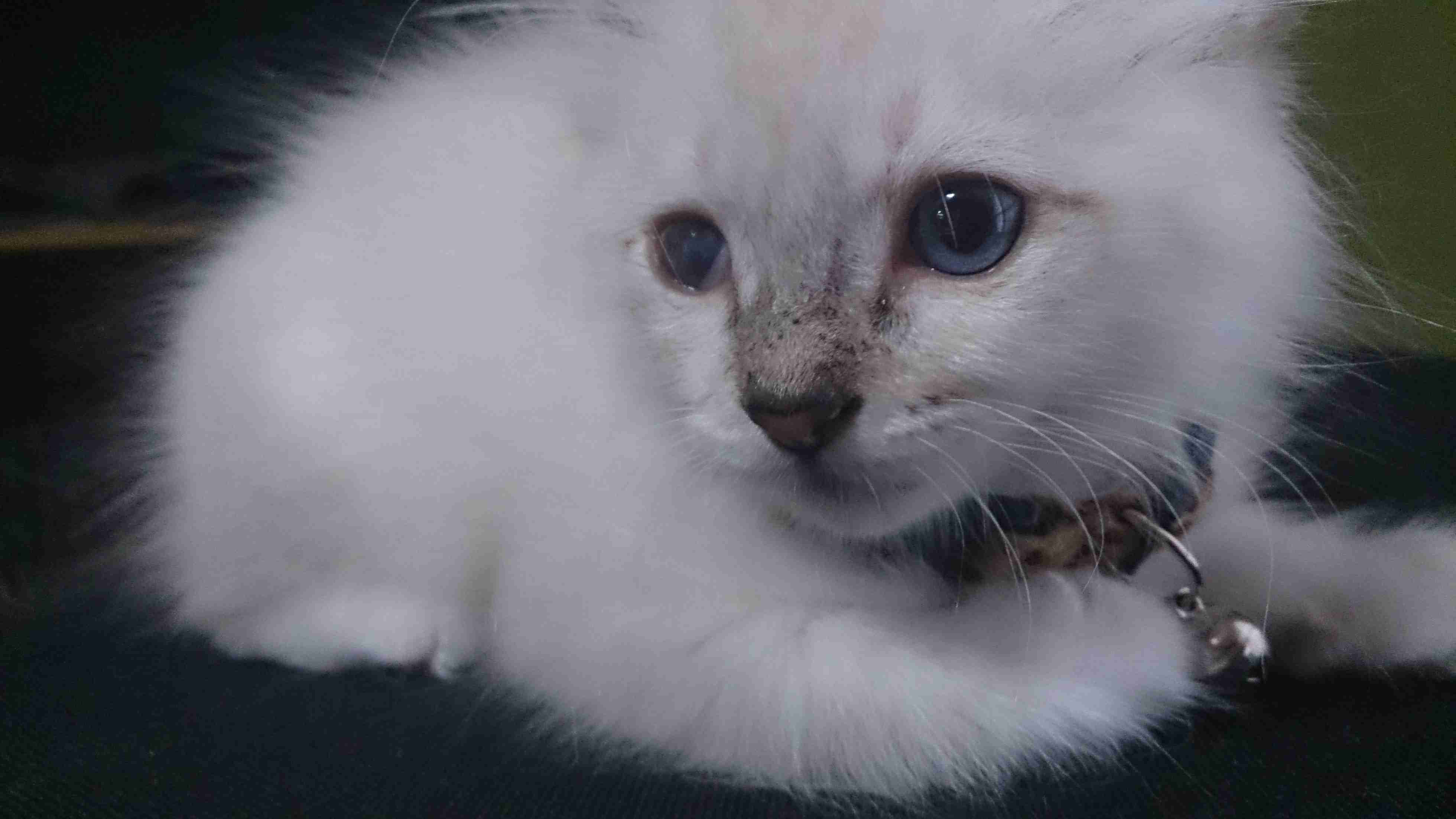 (身バレしない程度に)お宅の猫ちゃん見せてください!