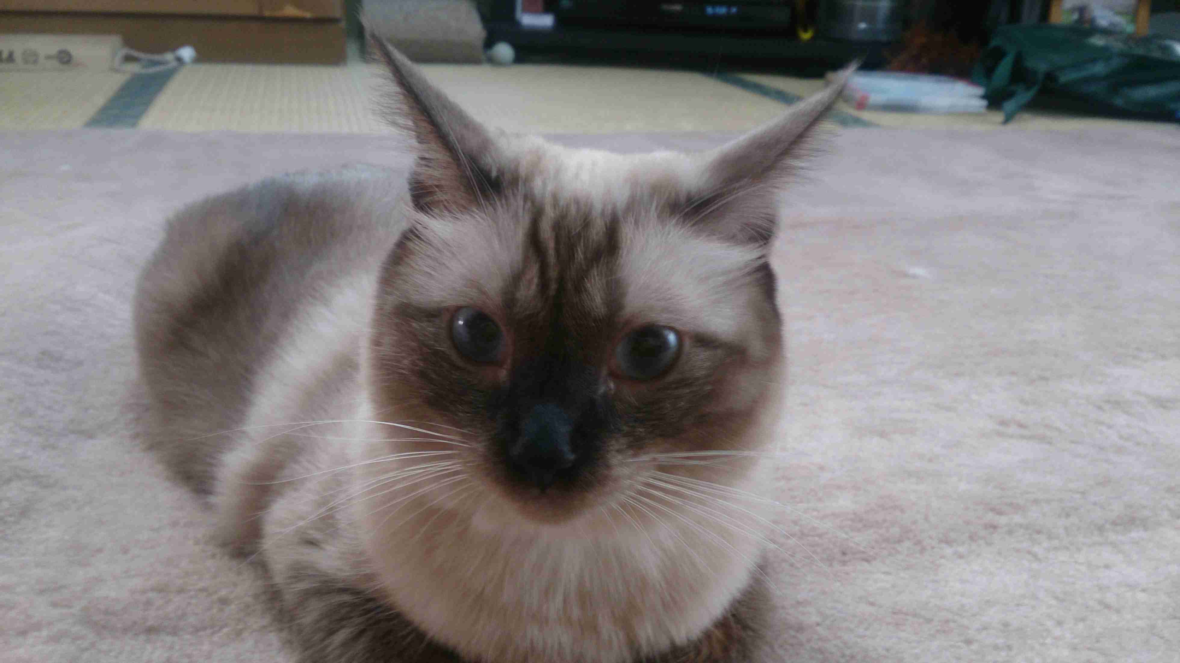 (身バレしない程度に)お宅の猫ちゃん見せてください!