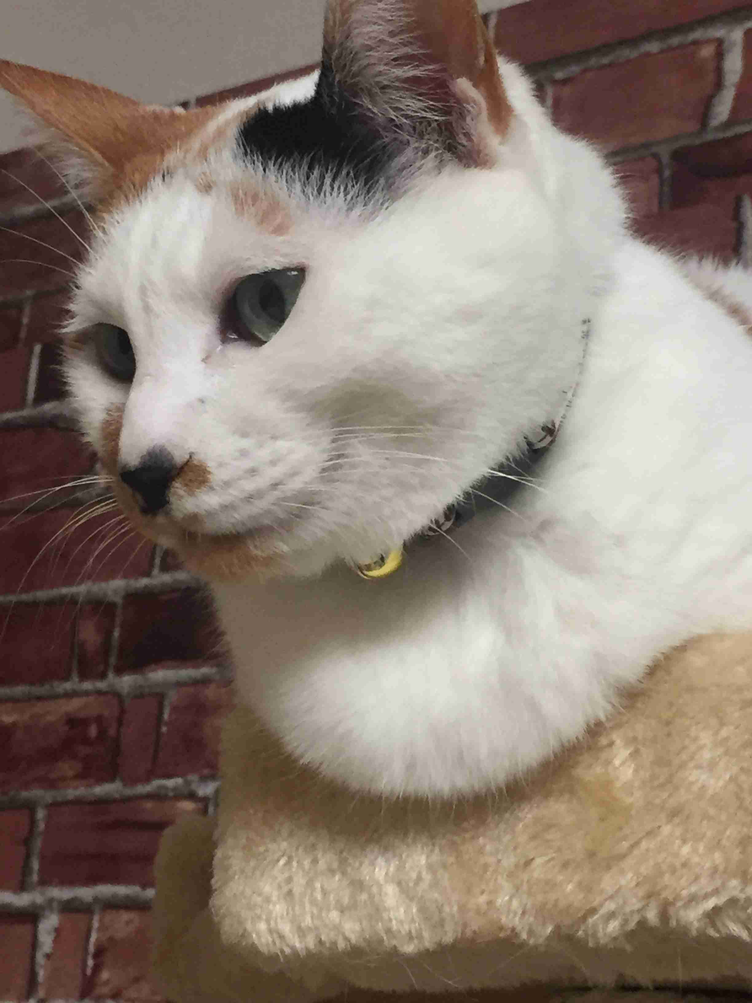 (身バレしない程度に)お宅の猫ちゃん見せてください!