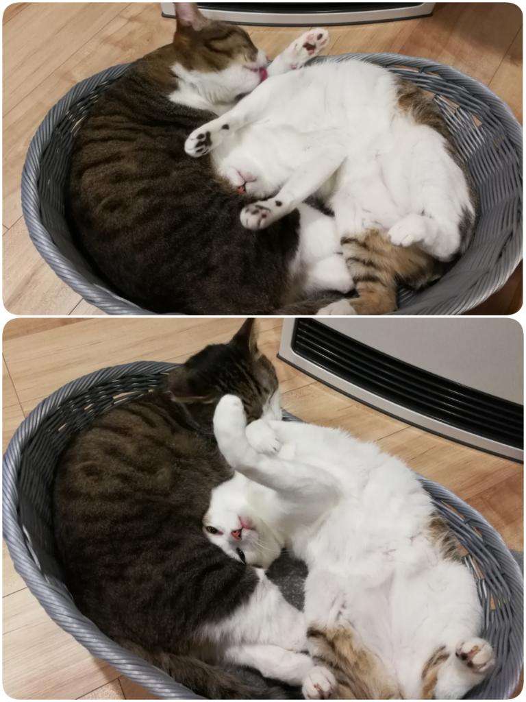 (身バレしない程度に)お宅の猫ちゃん見せてください!
