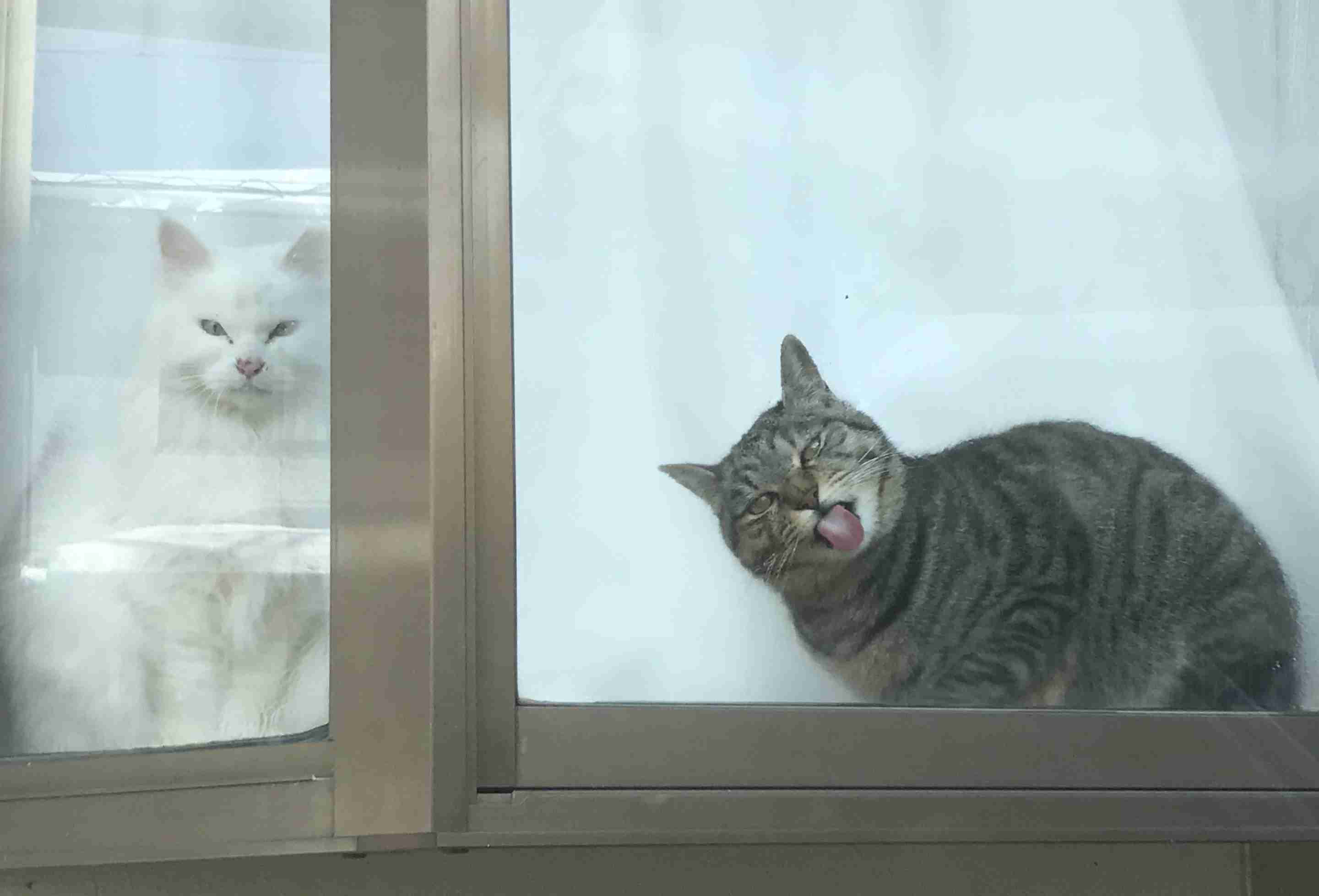 (身バレしない程度に)お宅の猫ちゃん見せてください!