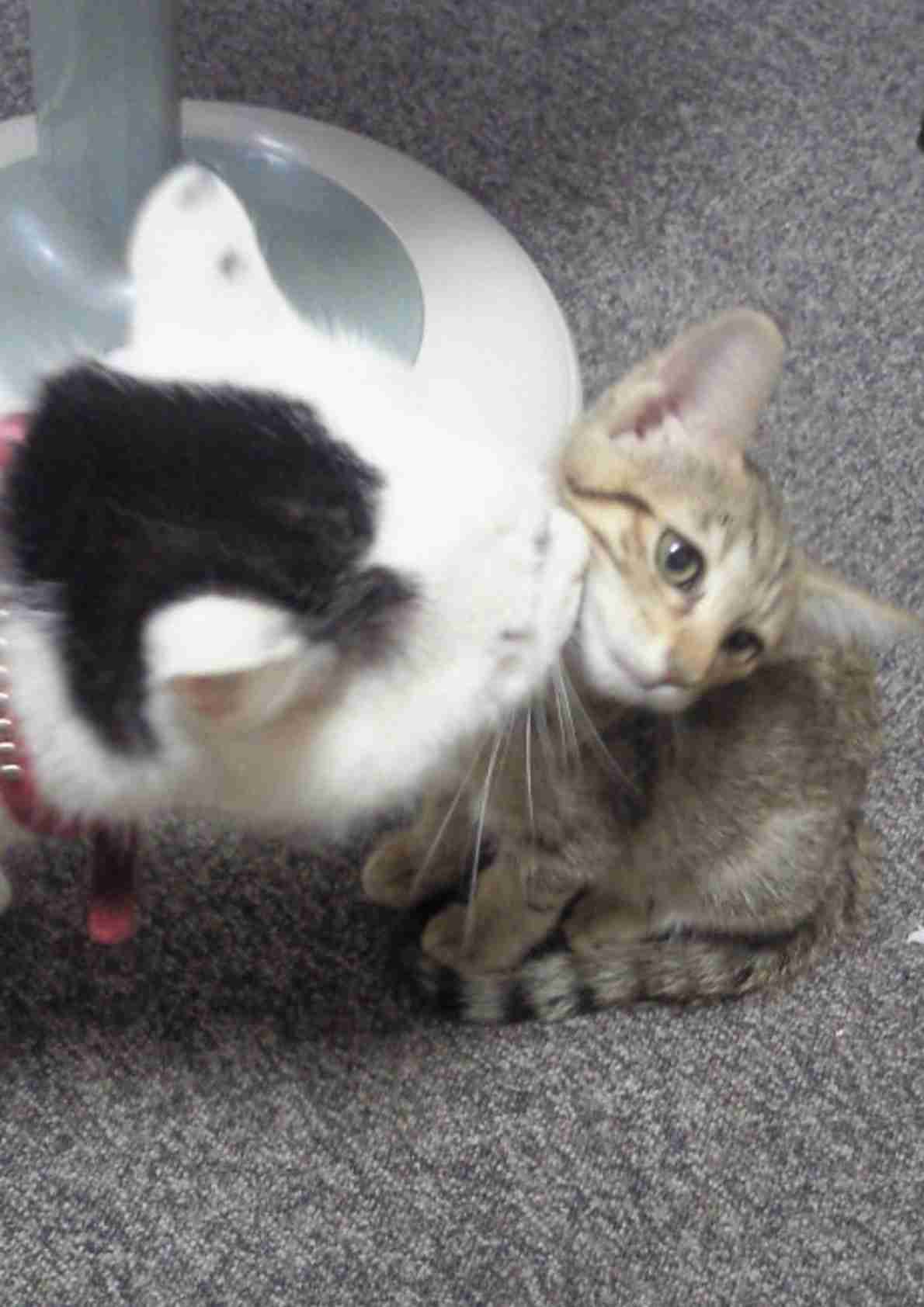 (身バレしない程度に)お宅の猫ちゃん見せてください!