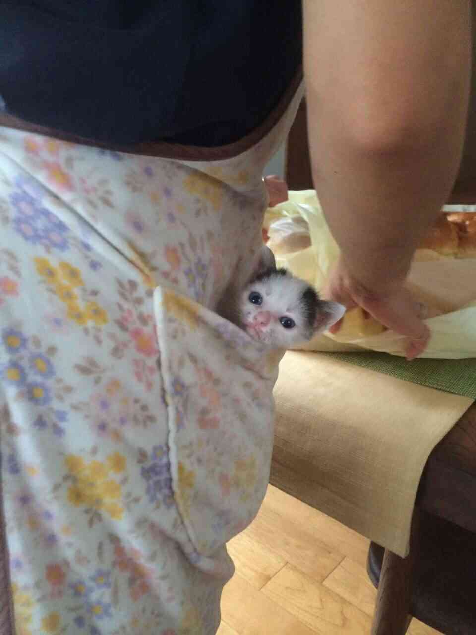 (身バレしない程度に)お宅の猫ちゃん見せてください!