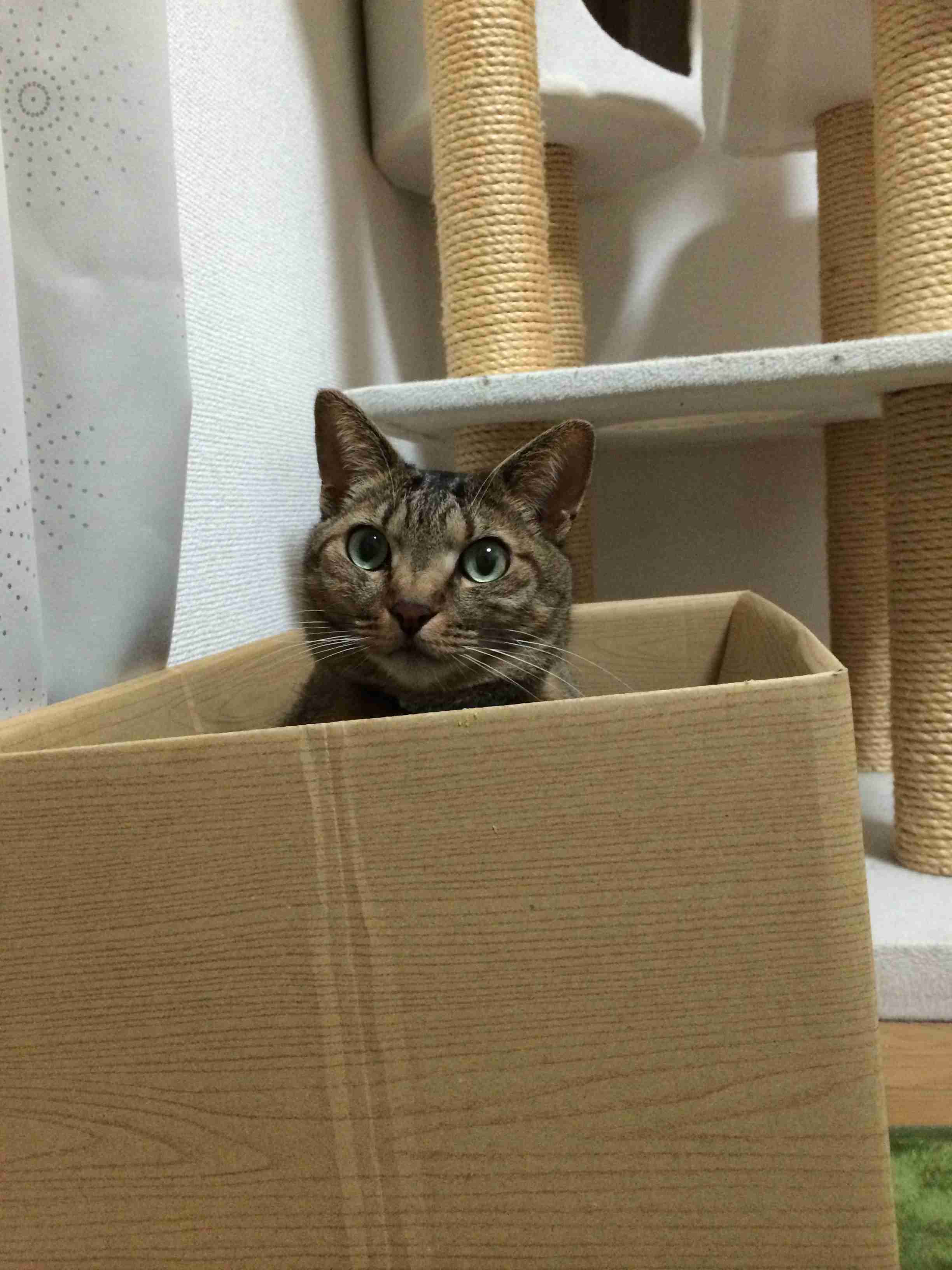 (身バレしない程度に)お宅の猫ちゃん見せてください!