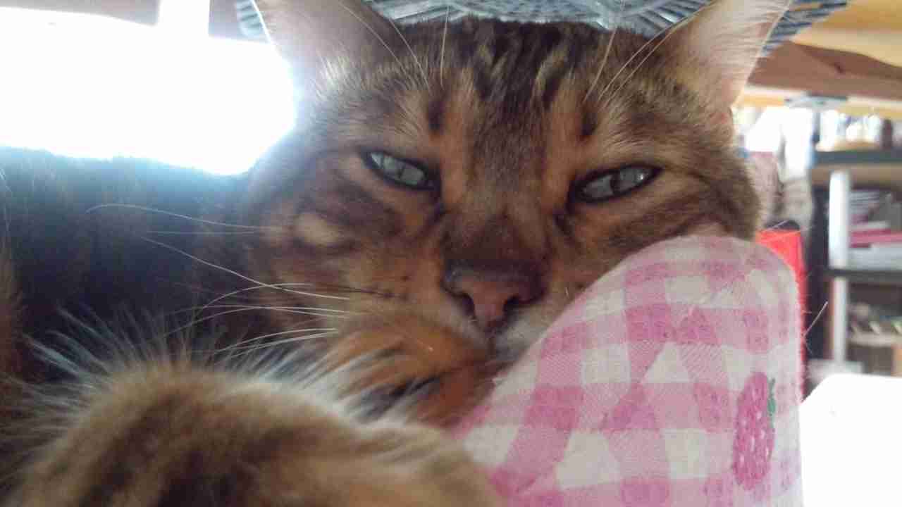 (身バレしない程度に)お宅の猫ちゃん見せてください!