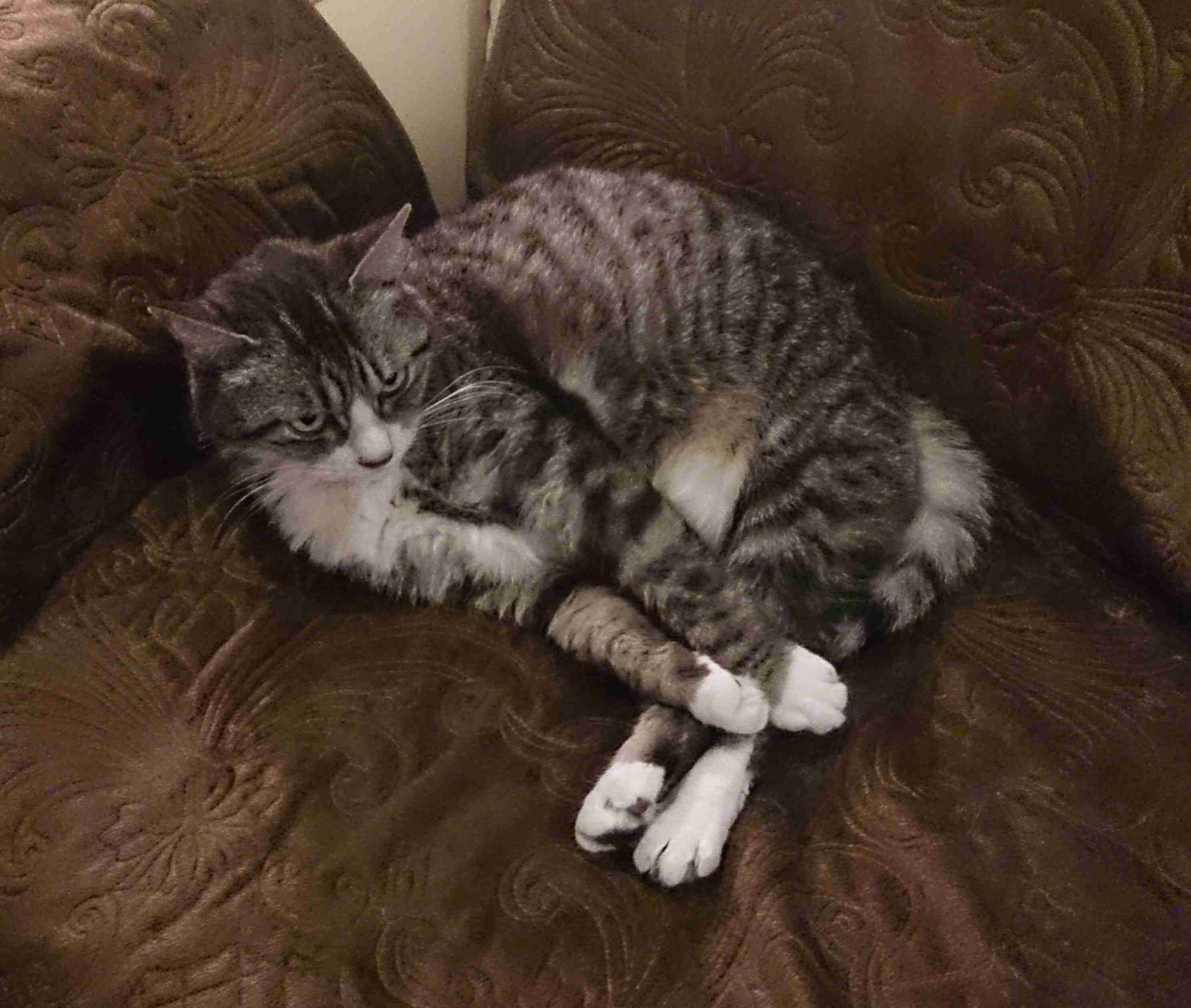 (身バレしない程度に)お宅の猫ちゃん見せてください!