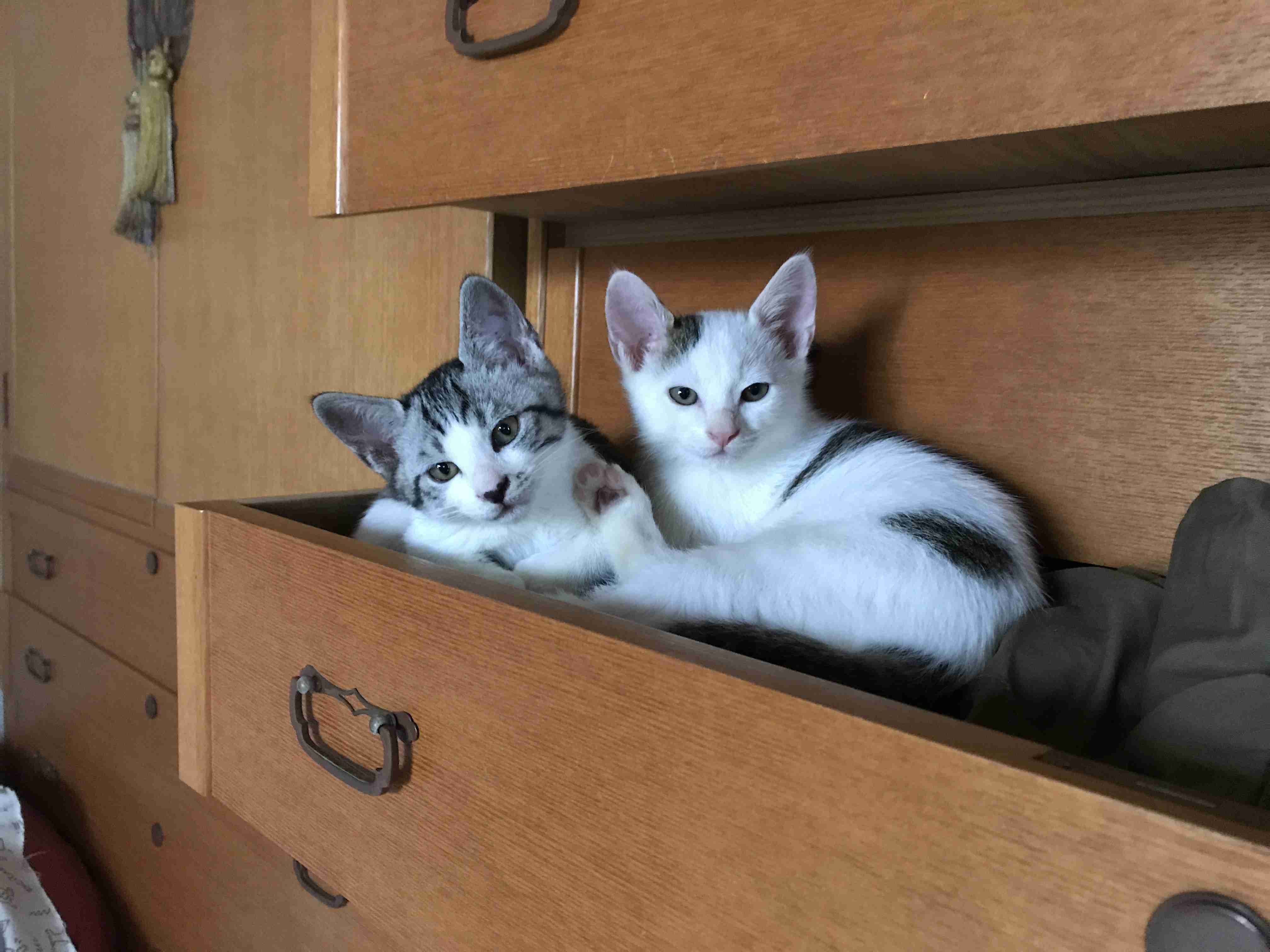 (身バレしない程度に)お宅の猫ちゃん見せてください!