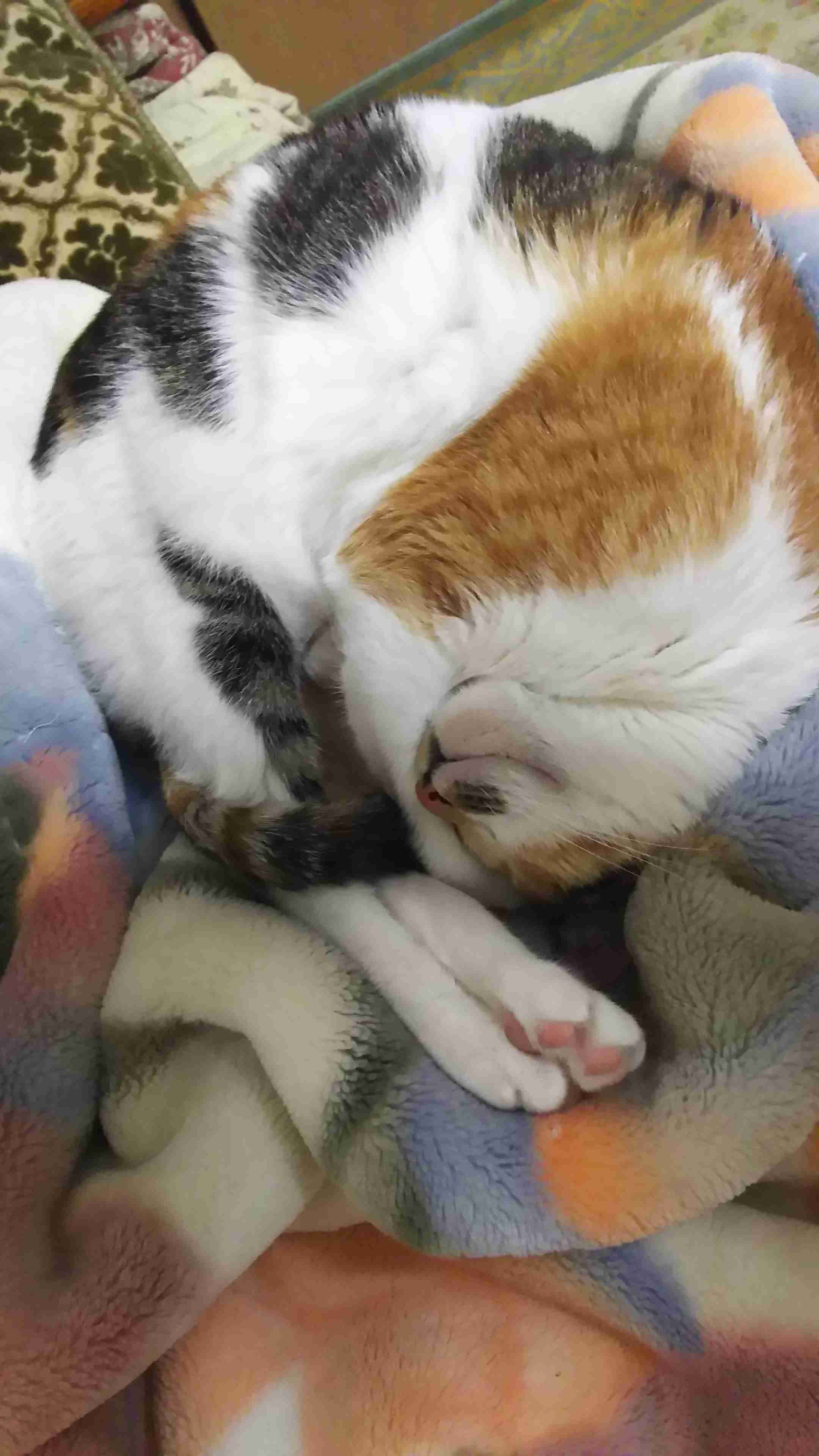 (身バレしない程度に)お宅の猫ちゃん見せてください!
