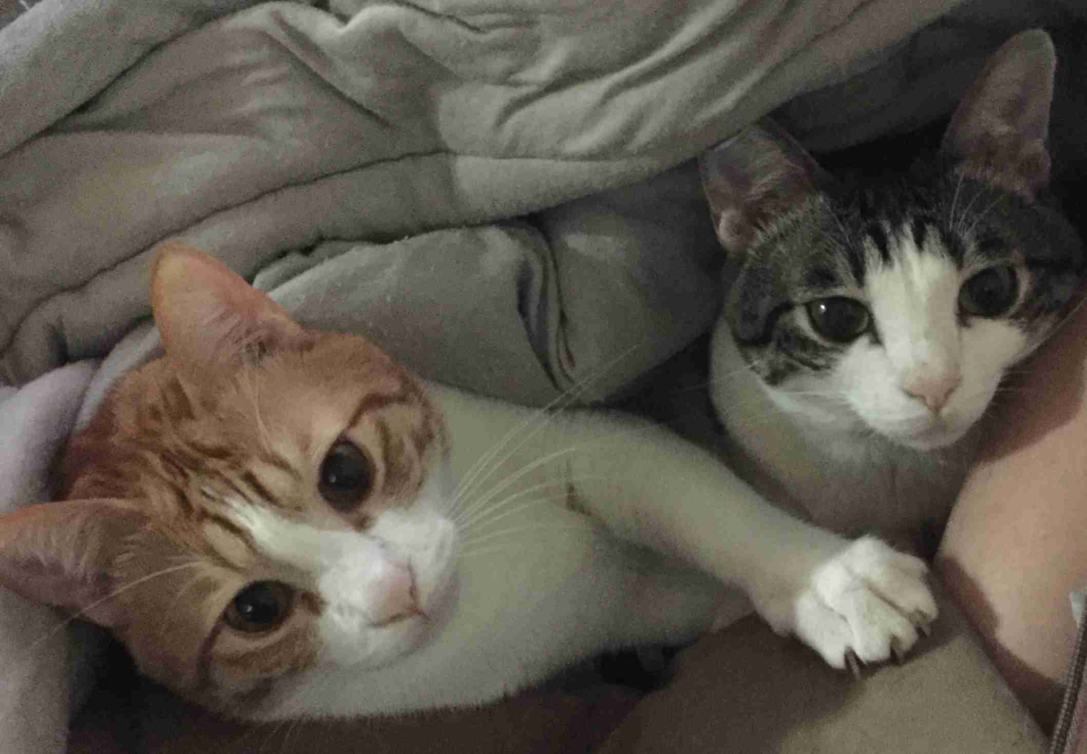 (身バレしない程度に)お宅の猫ちゃん見せてください!