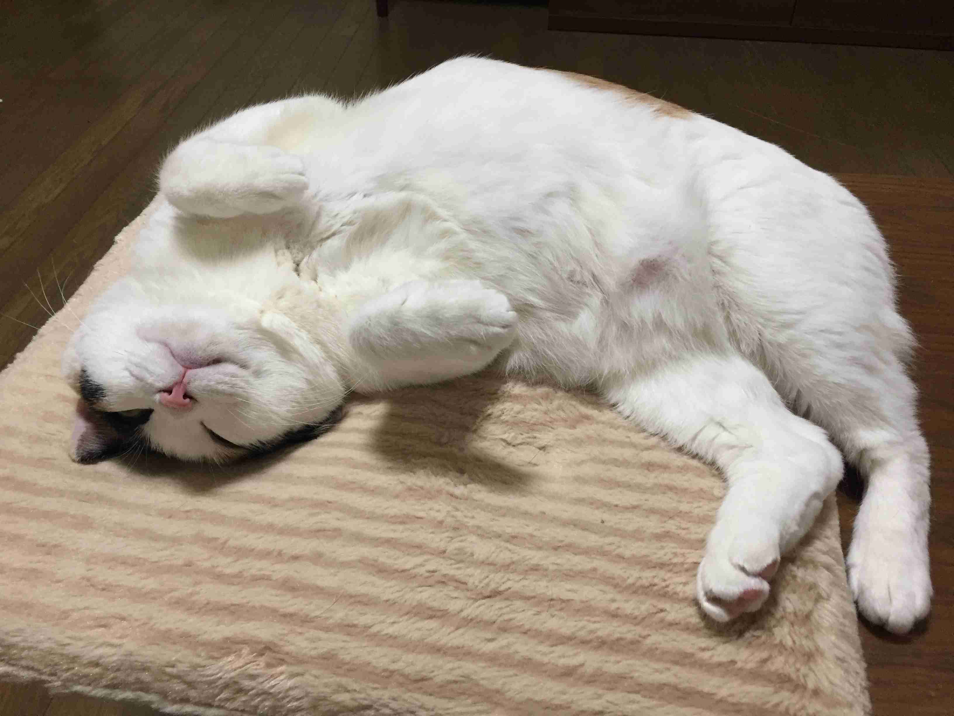 (身バレしない程度に)お宅の猫ちゃん見せてください!