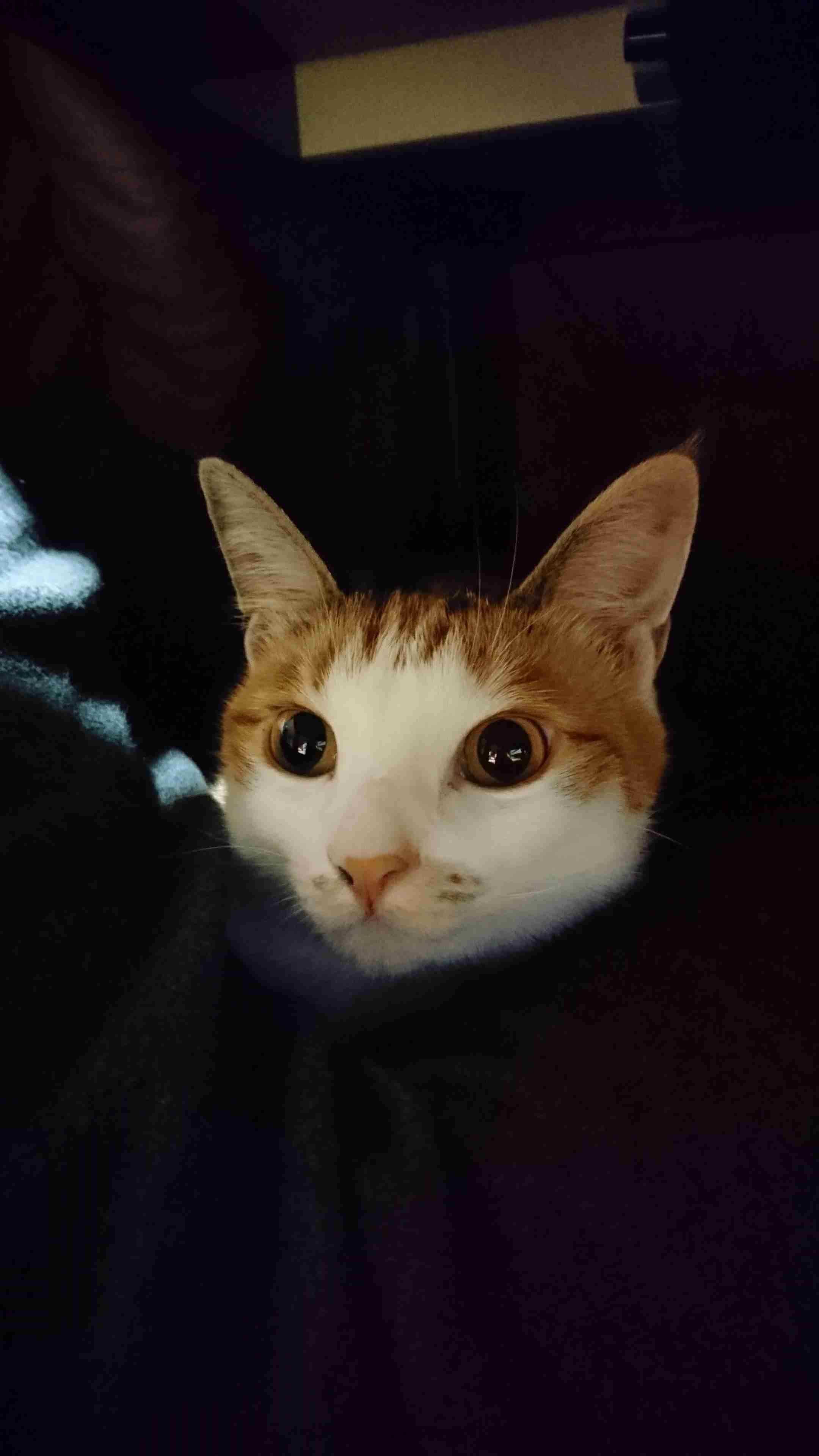 (身バレしない程度に)お宅の猫ちゃん見せてください!