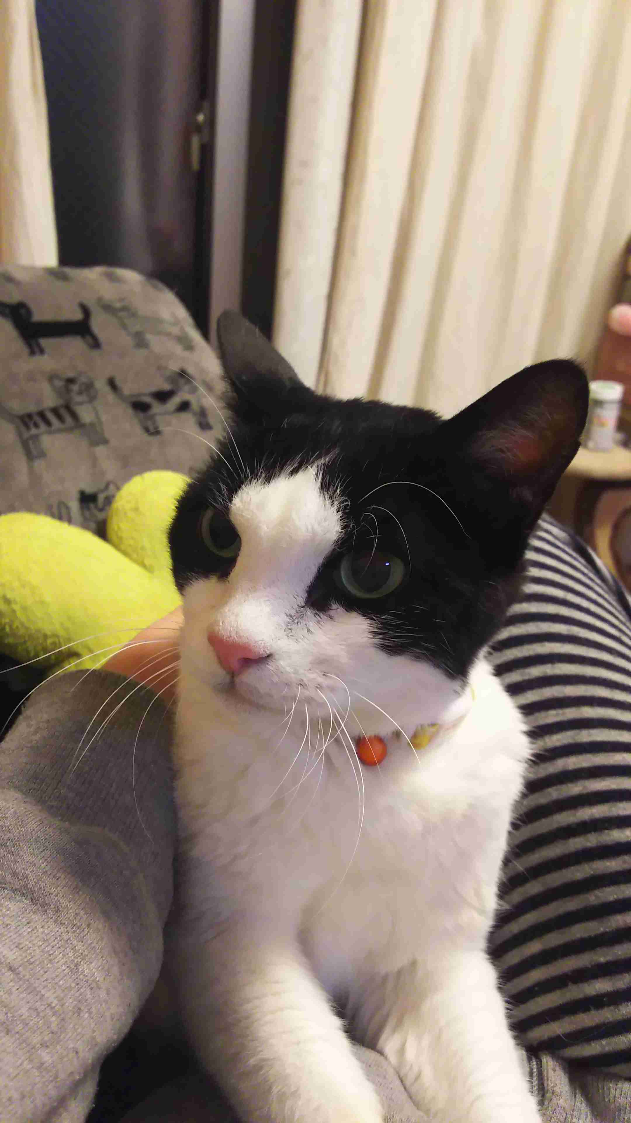 (身バレしない程度に)お宅の猫ちゃん見せてください!