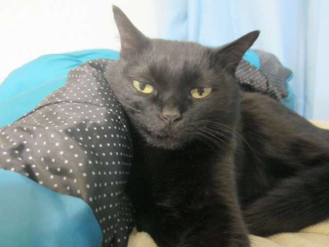 (身バレしない程度に)お宅の猫ちゃん見せてください!