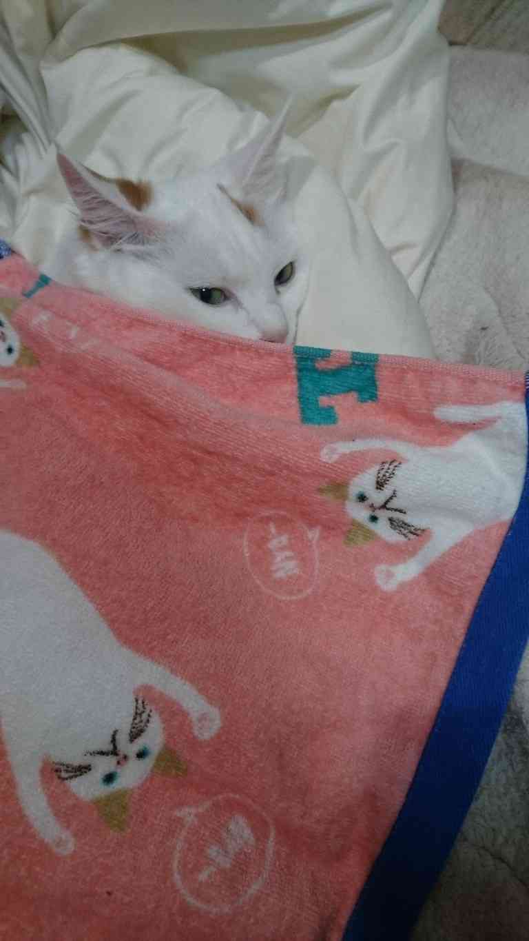 (身バレしない程度に)お宅の猫ちゃん見せてください!