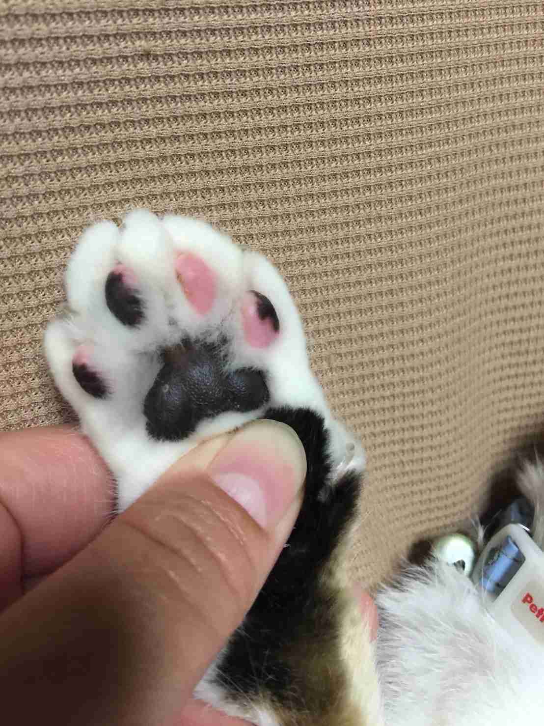 (身バレしない程度に)お宅の猫ちゃん見せてください!