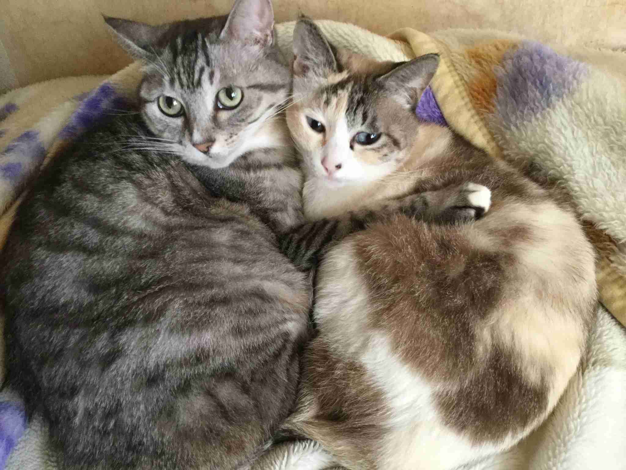 (身バレしない程度に)お宅の猫ちゃん見せてください!