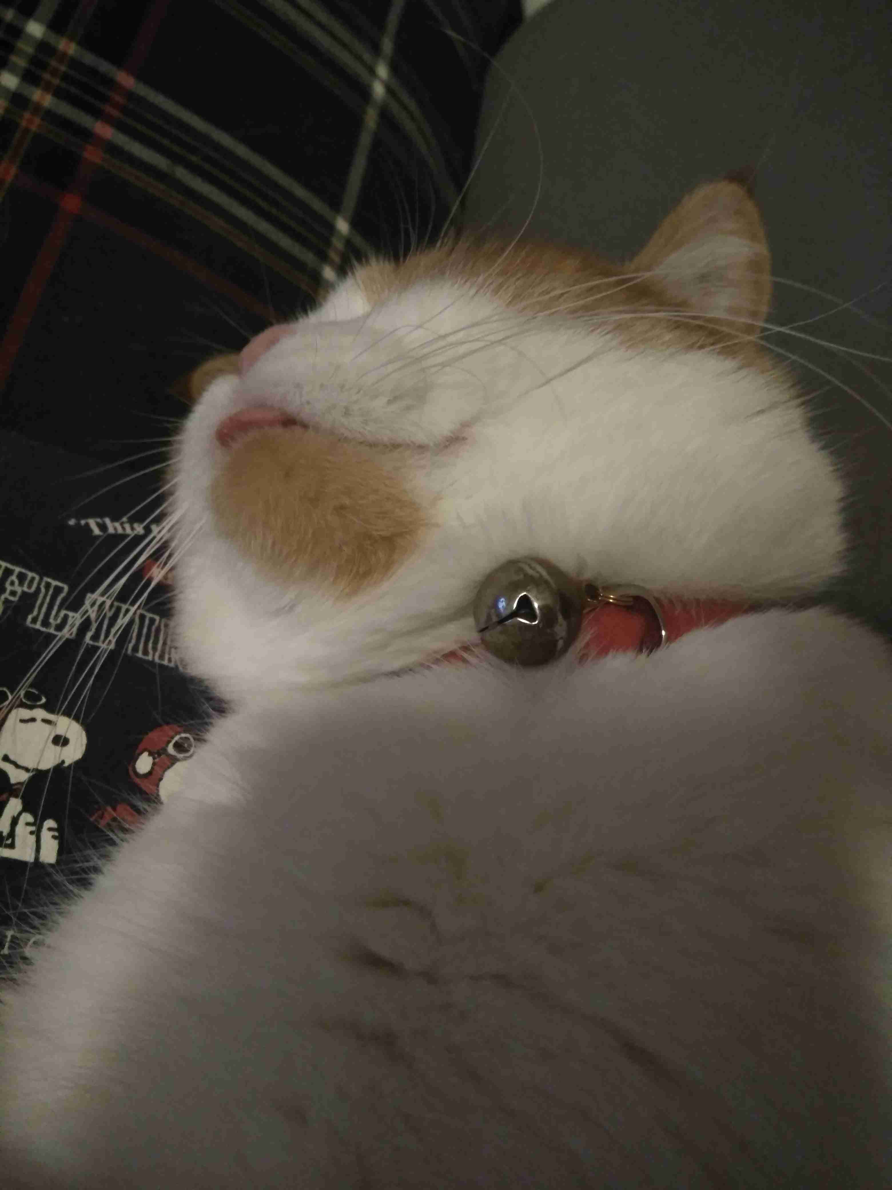 (身バレしない程度に)お宅の猫ちゃん見せてください!