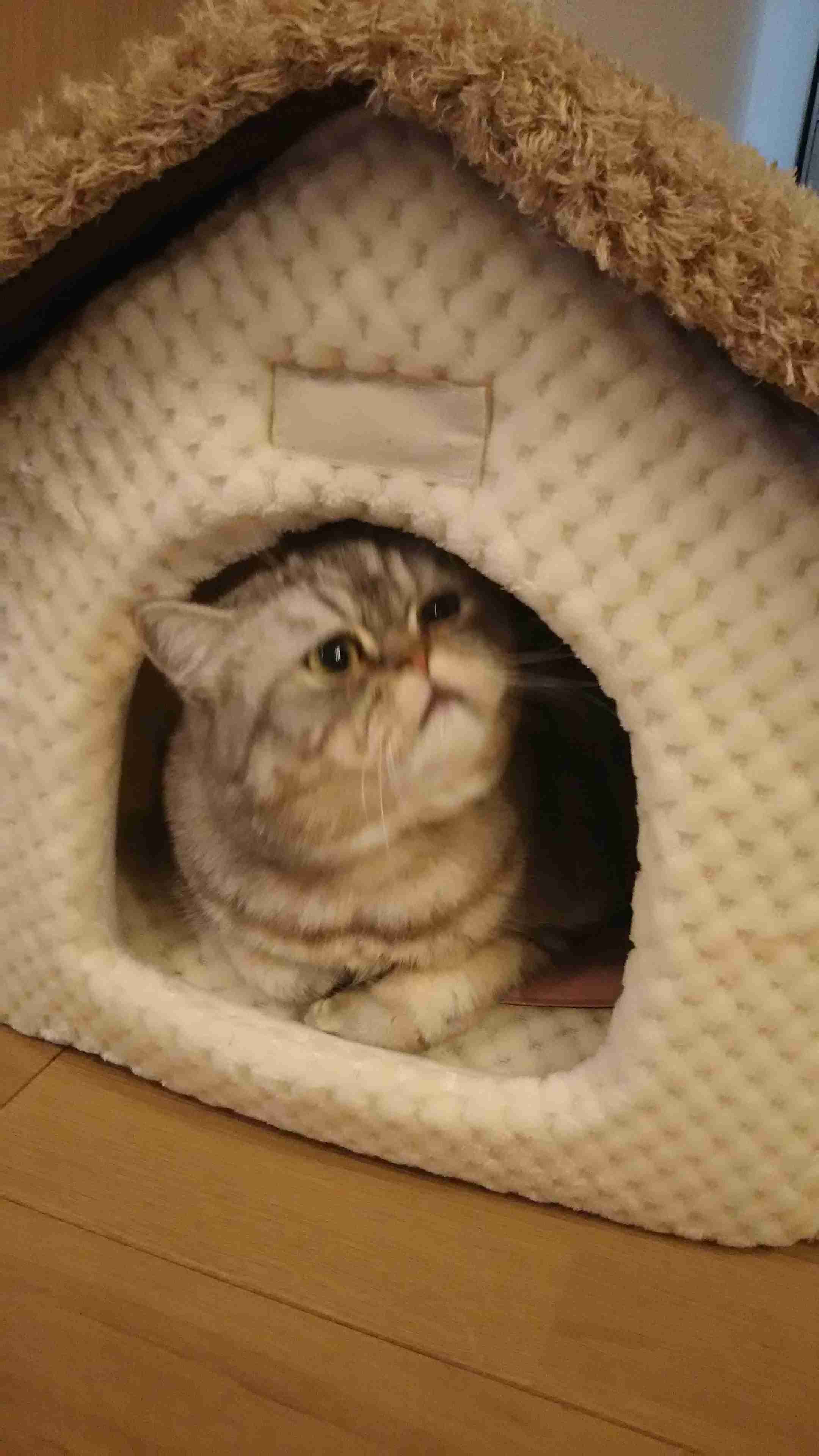 (身バレしない程度に)お宅の猫ちゃん見せてください!