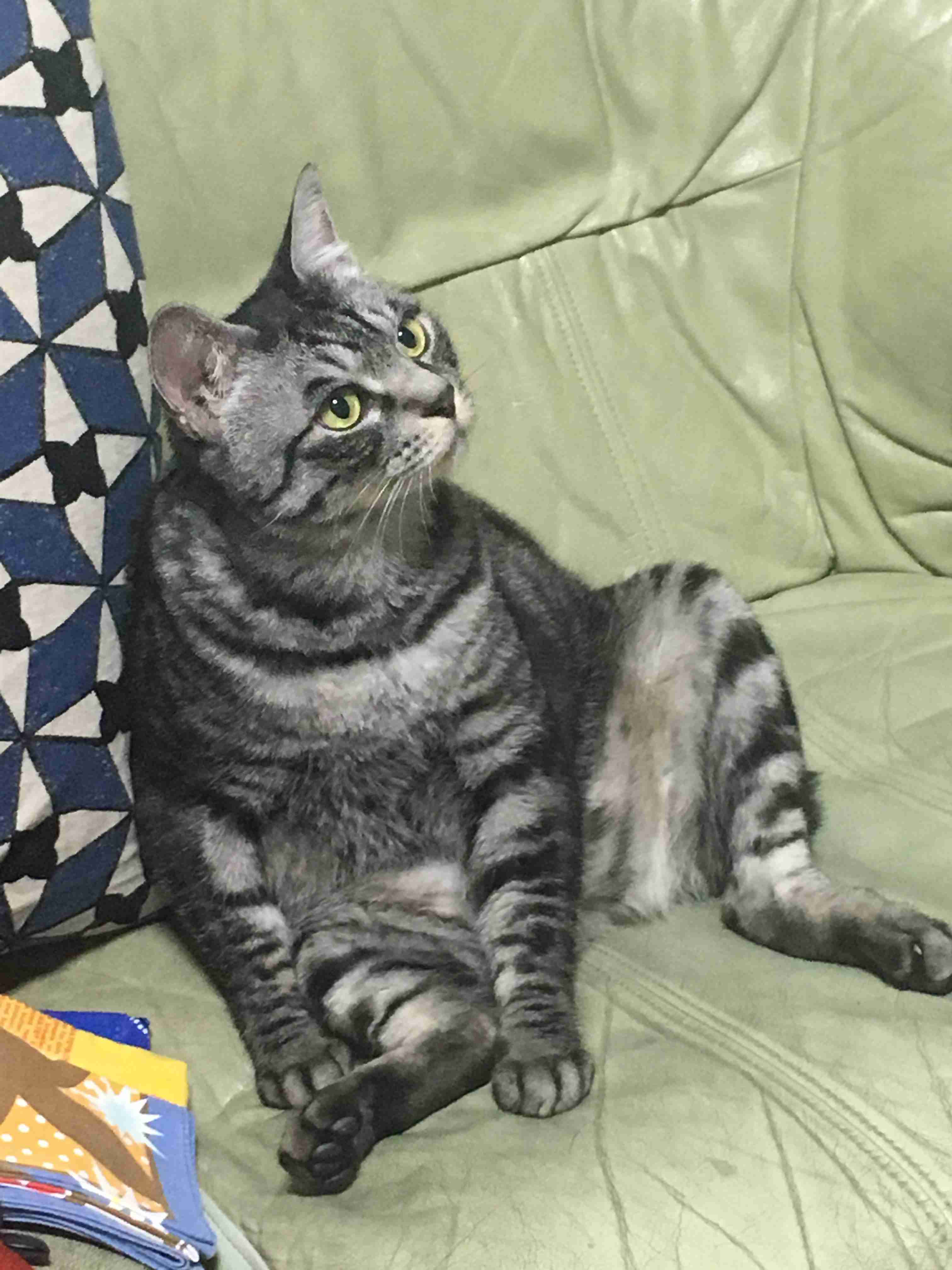 (身バレしない程度に)お宅の猫ちゃん見せてください!