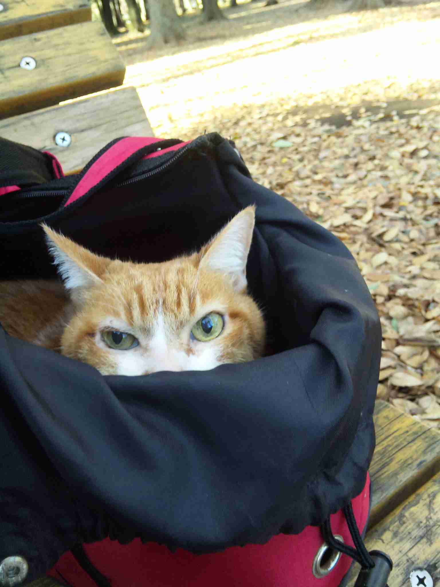 (身バレしない程度に)お宅の猫ちゃん見せてください!