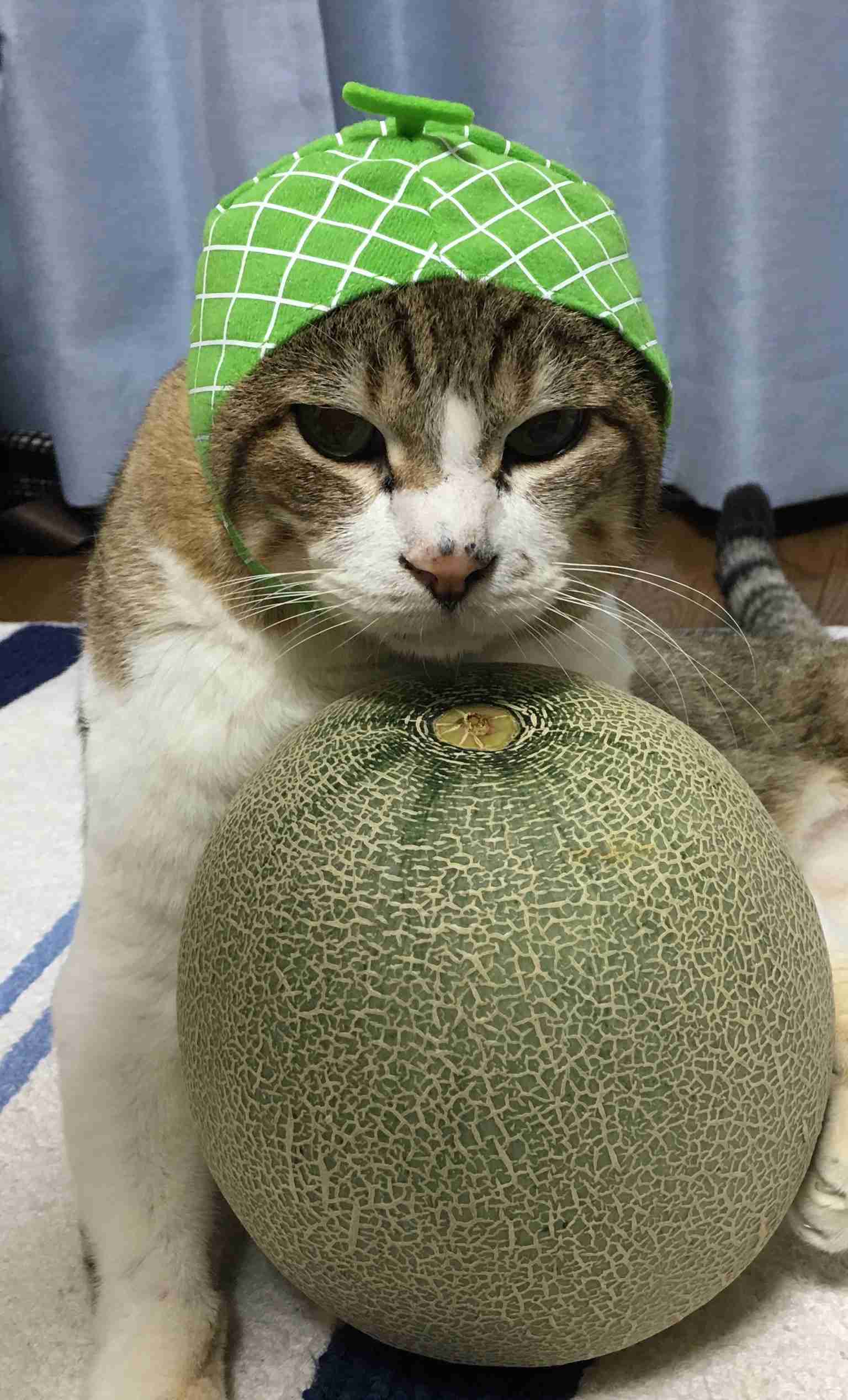 (身バレしない程度に)お宅の猫ちゃん見せてください!