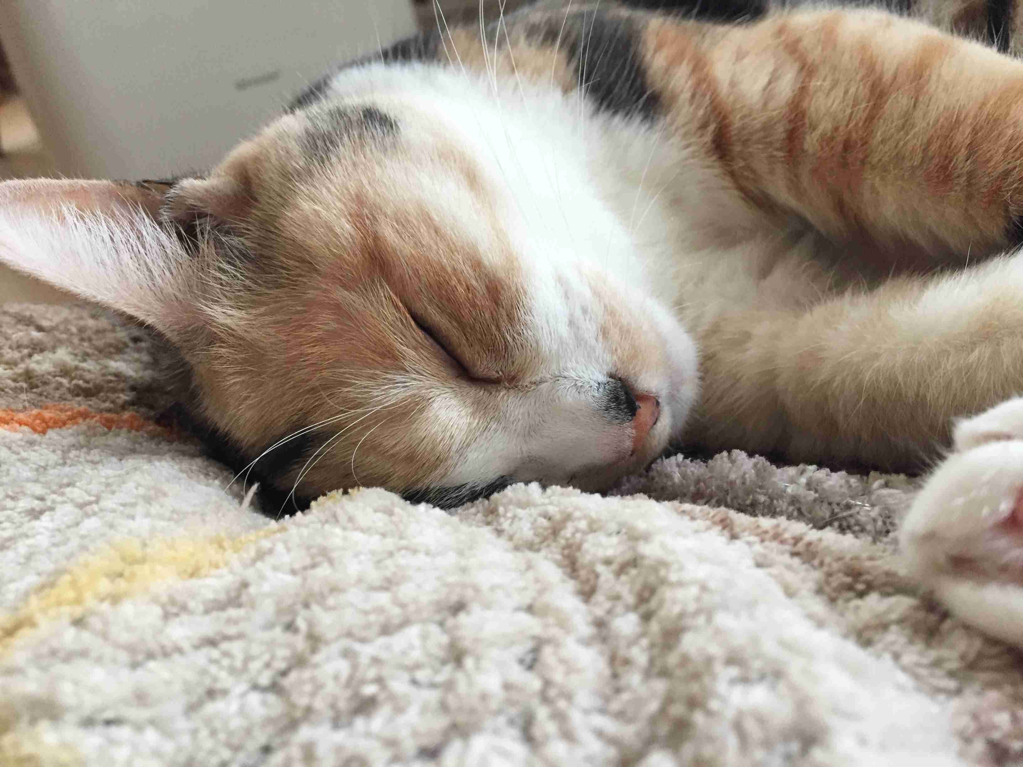 (身バレしない程度に)お宅の猫ちゃん見せてください!